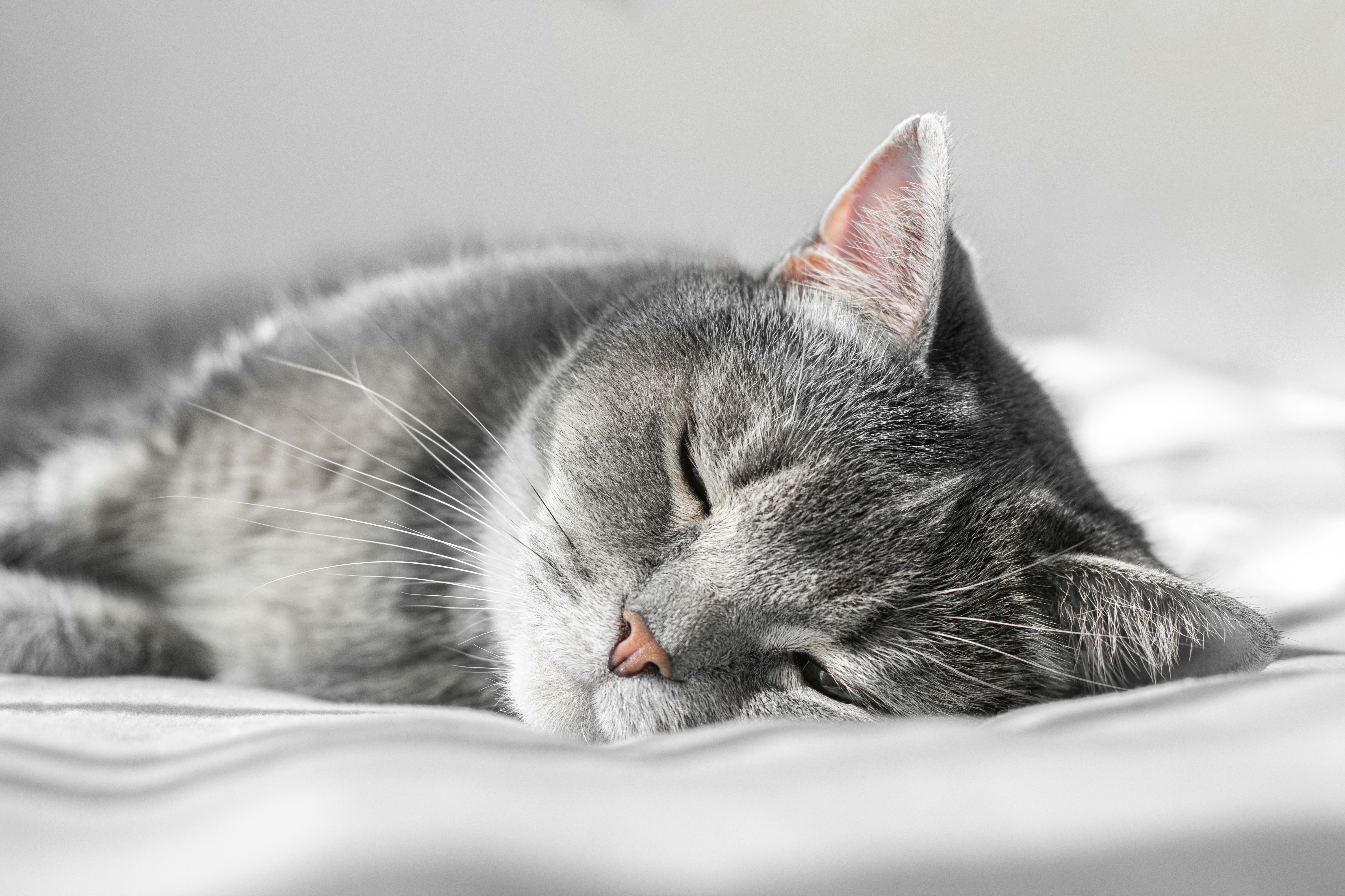 Photo by therealslkhv