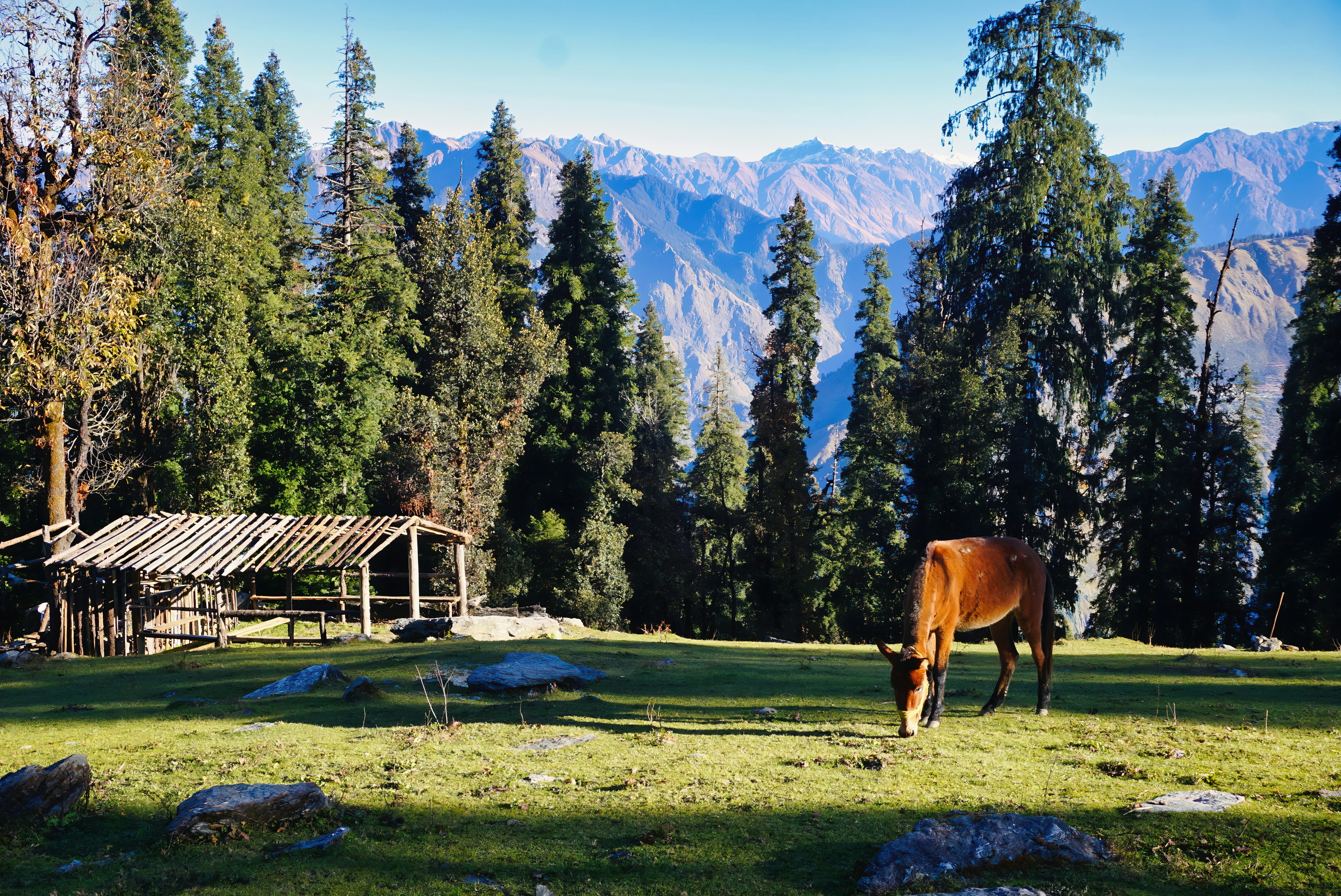 Meadows in Gulmarg