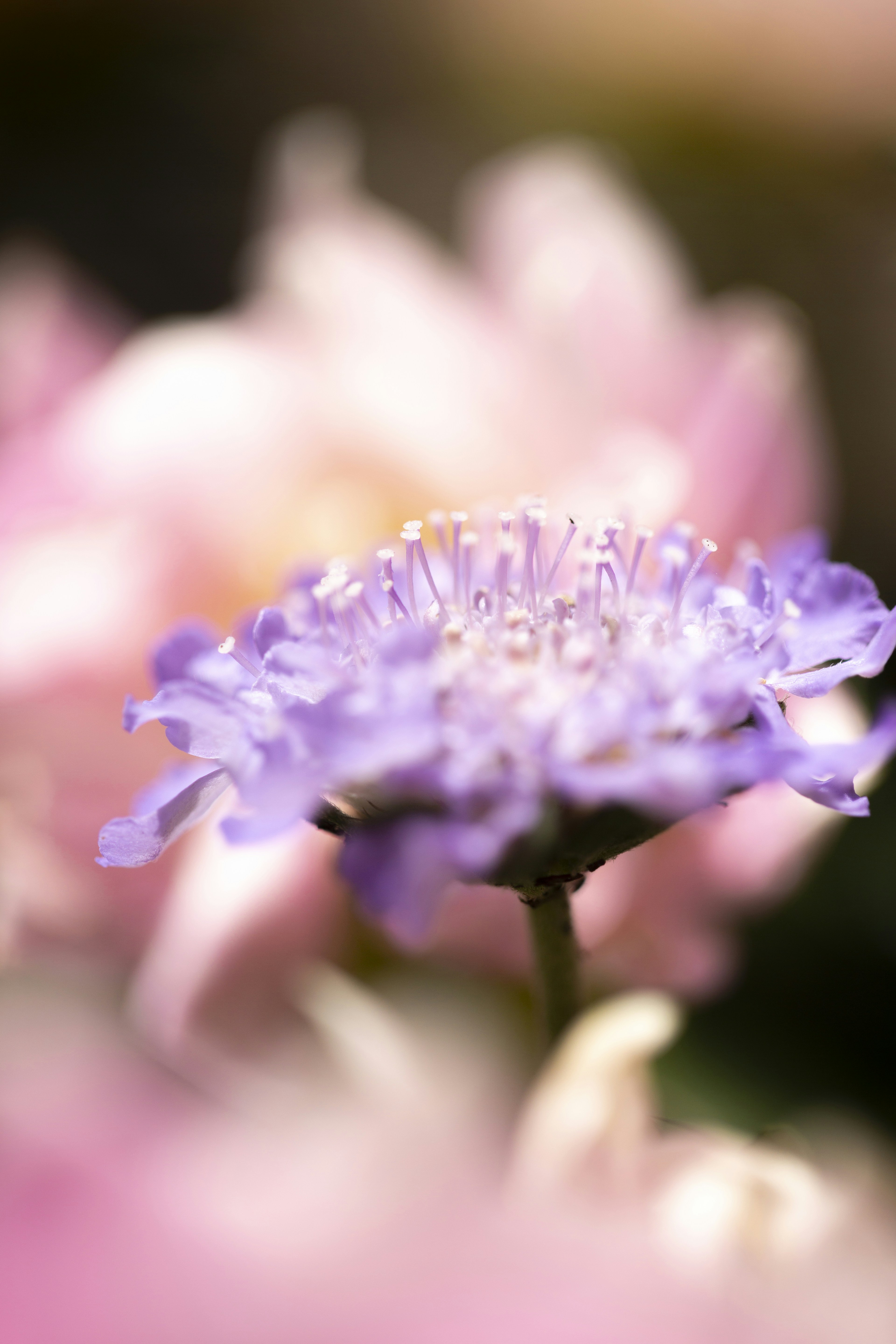 un gros plan d’une fleur violette avec un arrière-plan flou