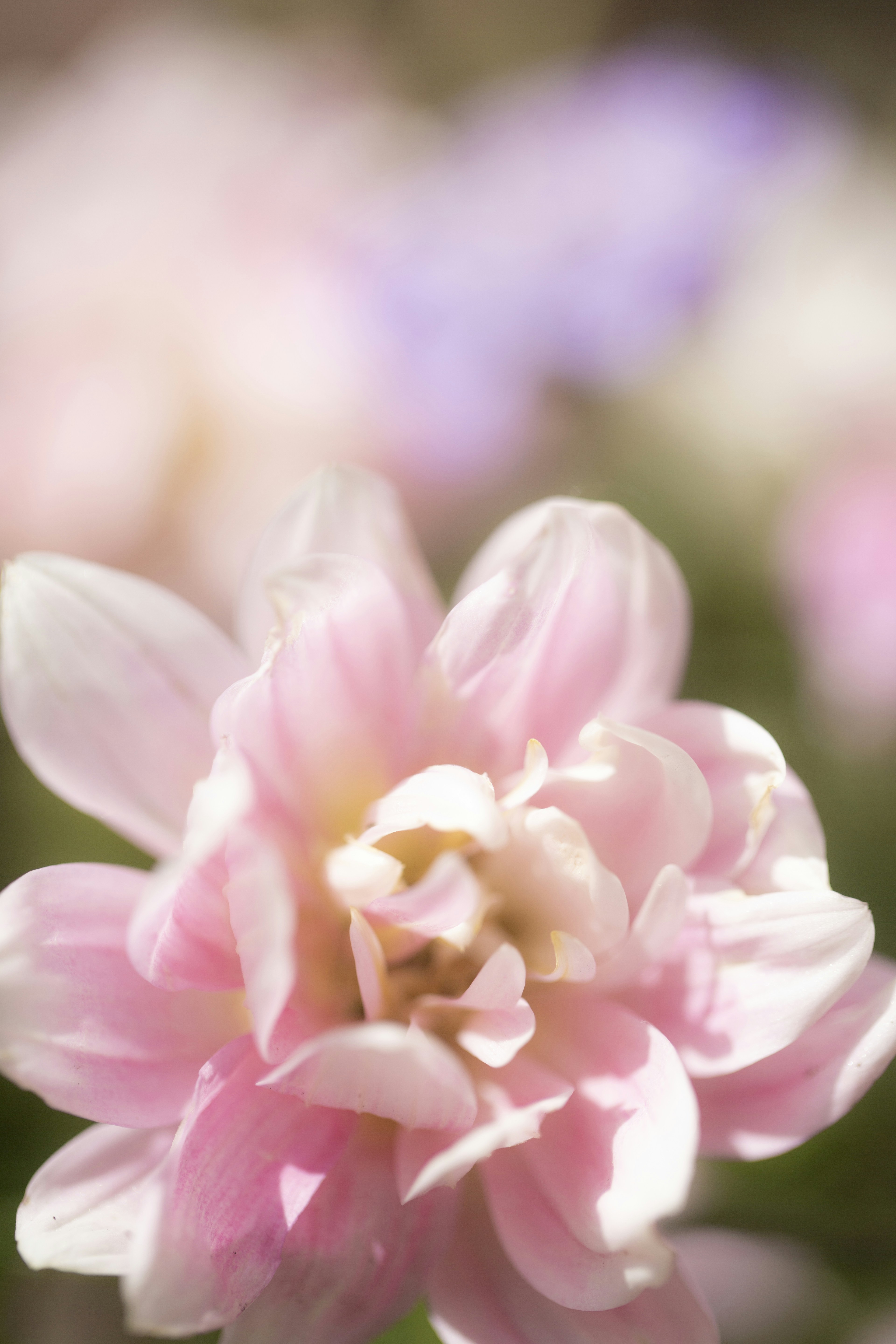 un gros plan d’une fleur rose avec un arrière-plan flou