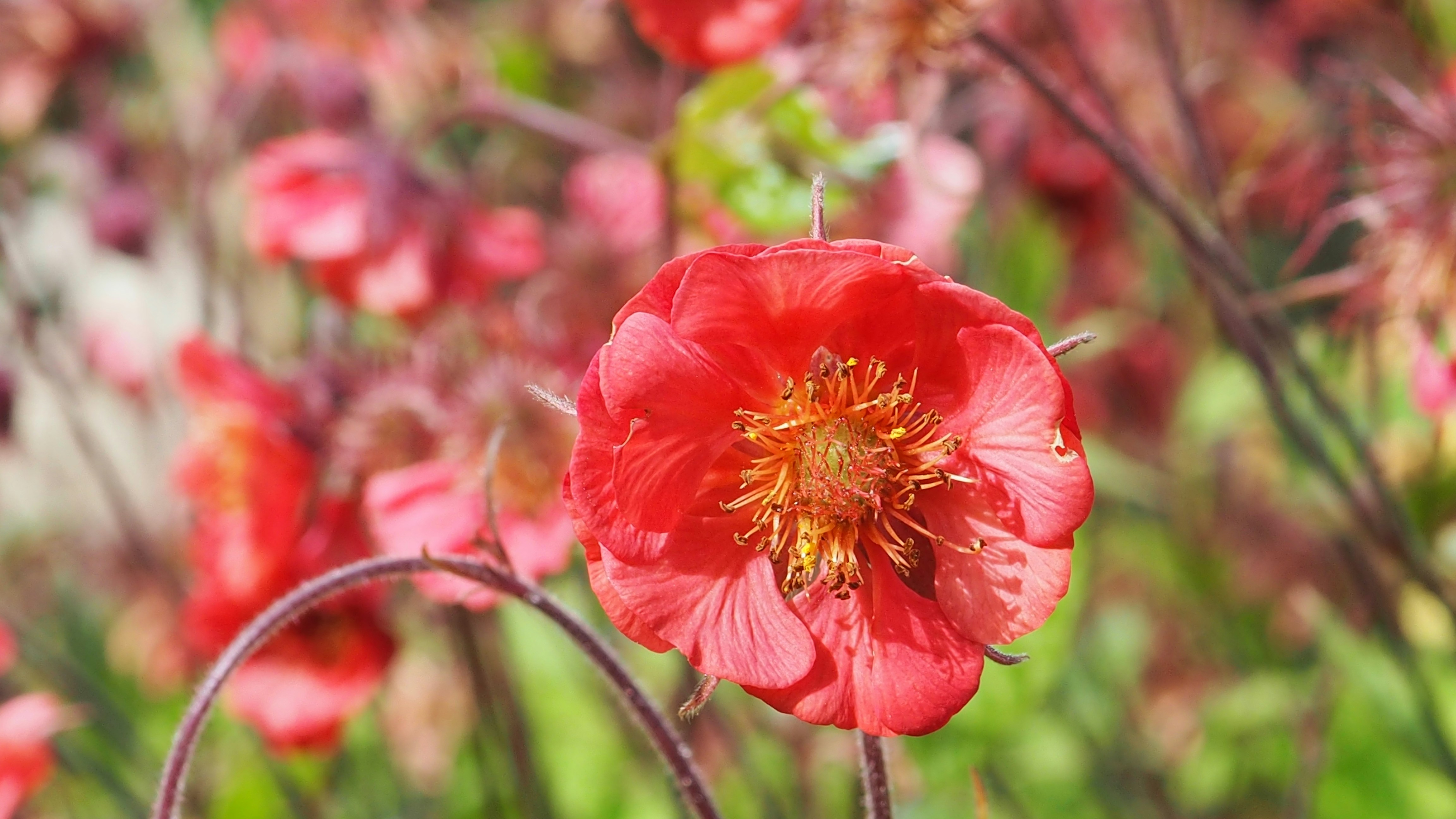a close up of a red flower in a field