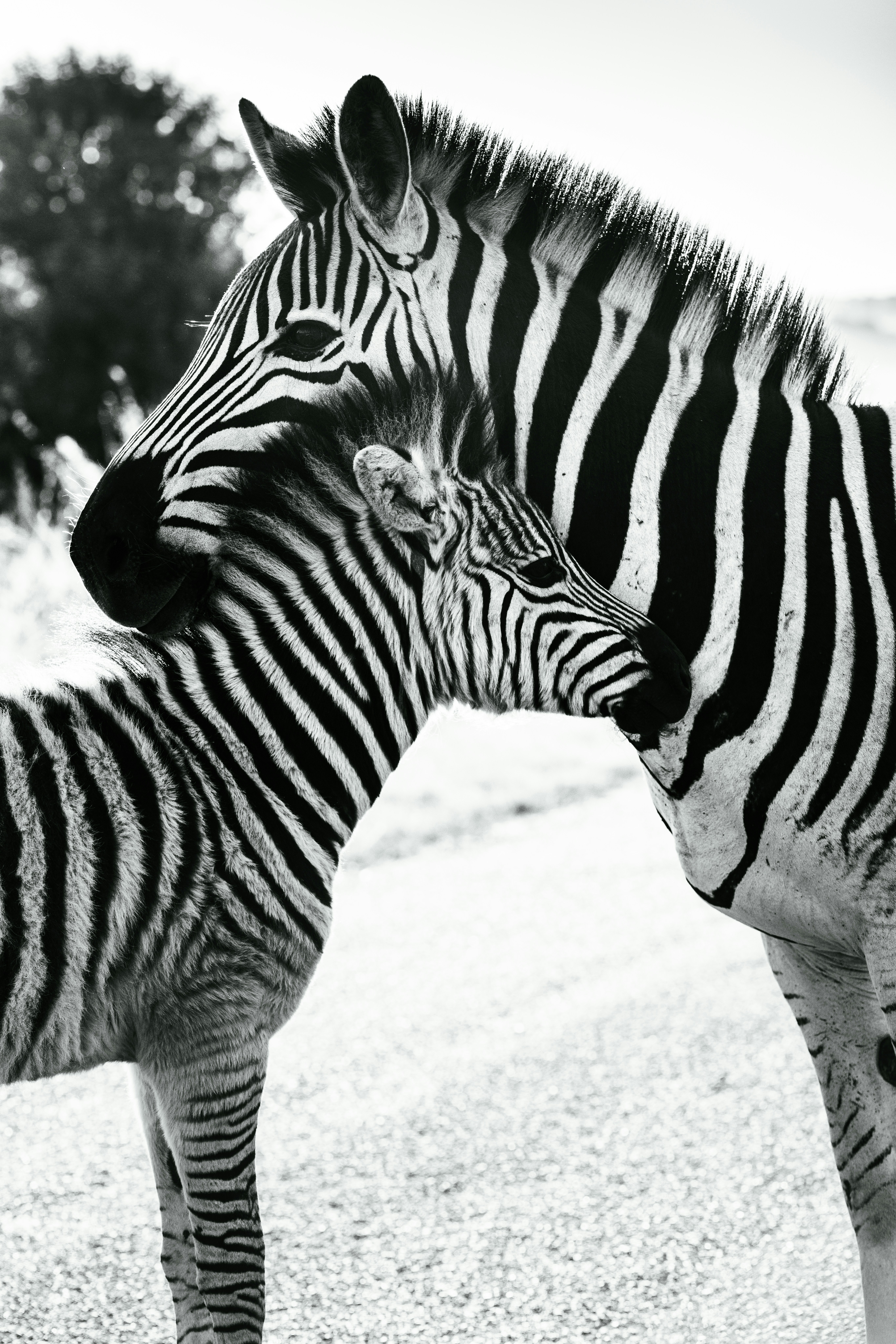 Un cucciolo di zebra in piedi accanto a una zebra adulta foto – Immagine  gratis di Modello su Unsplash, image size:3000x4498
