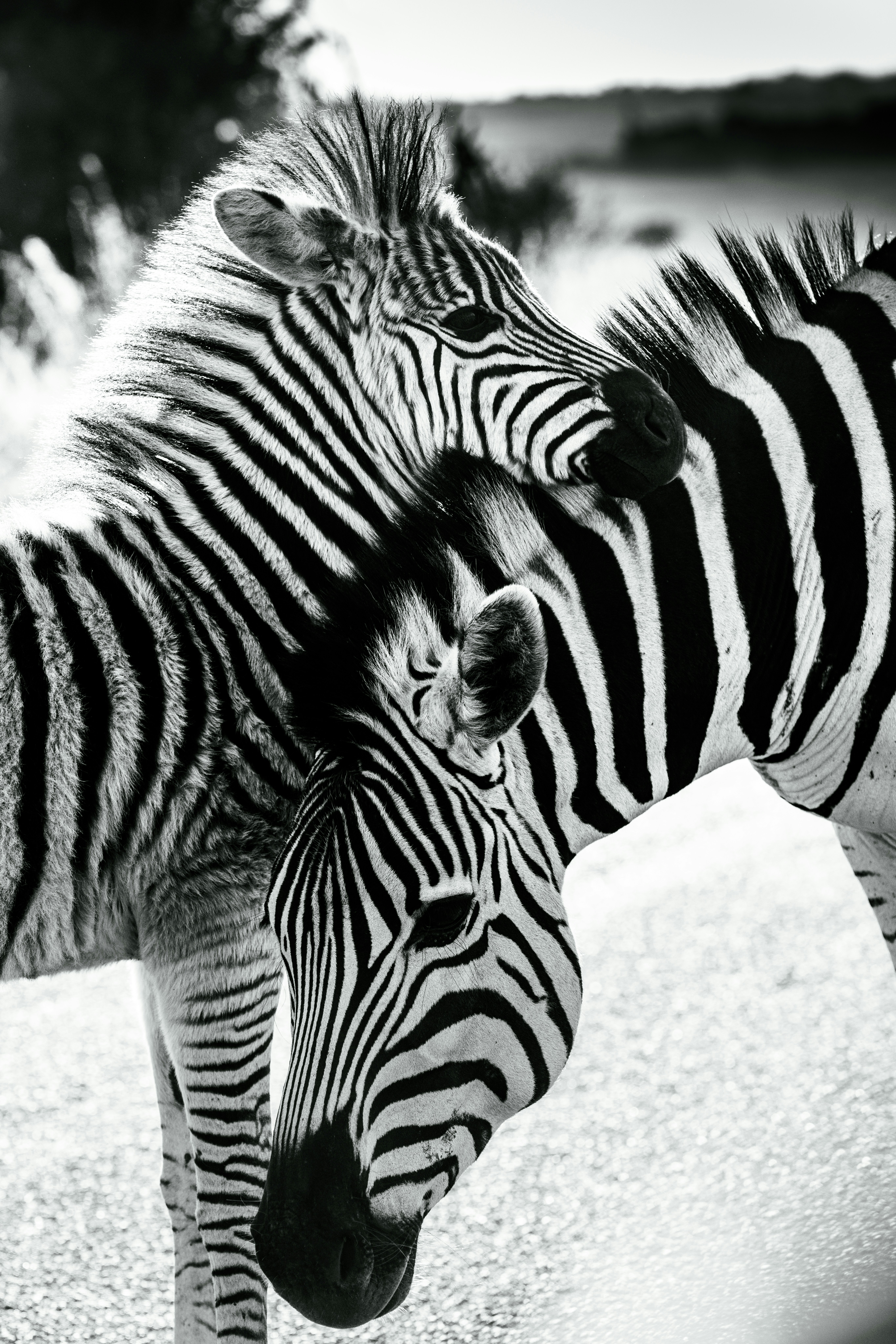 a couple of zebra standing next to each other