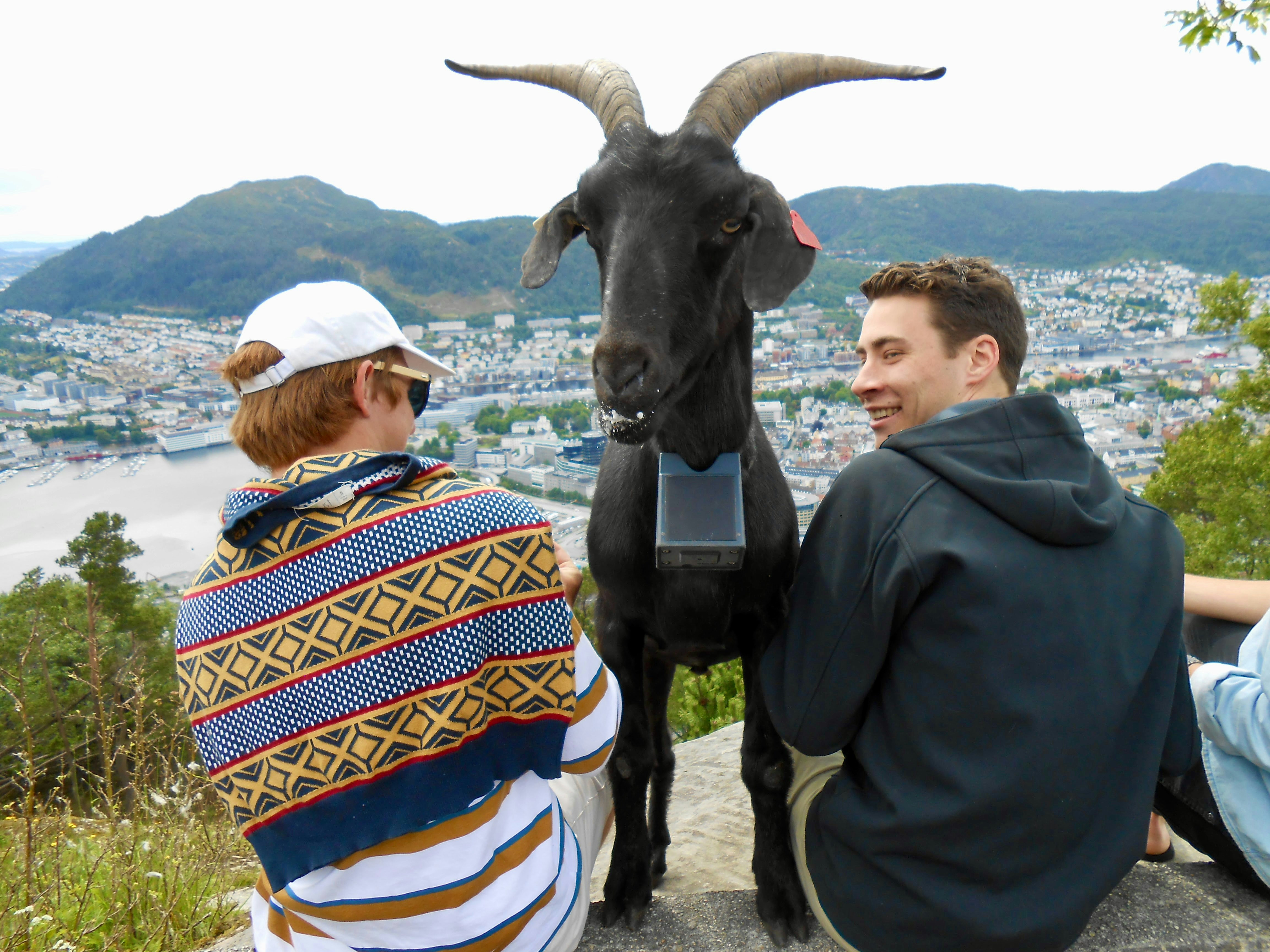 a couple of people sitting next to a goat