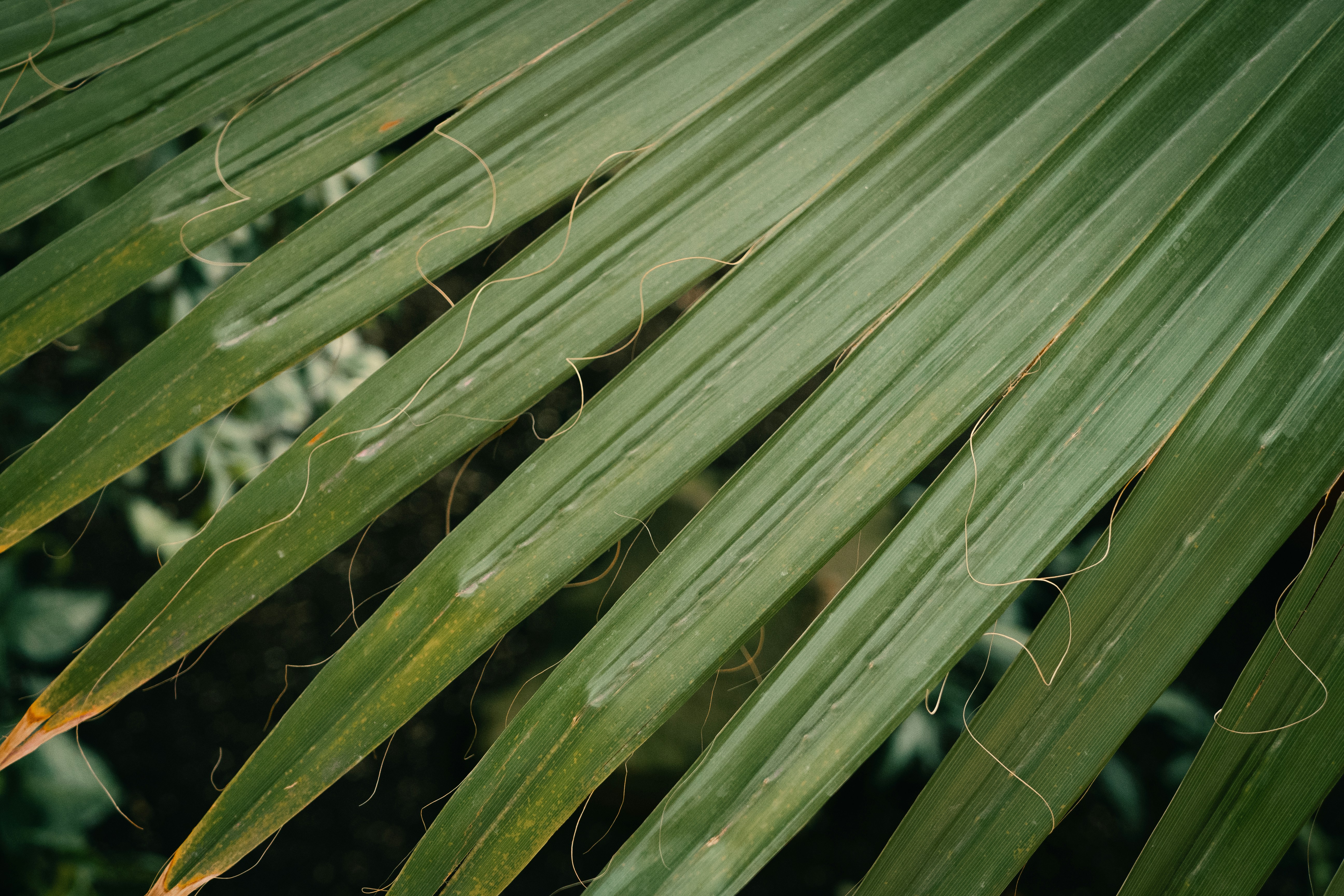 Photo by asidarau