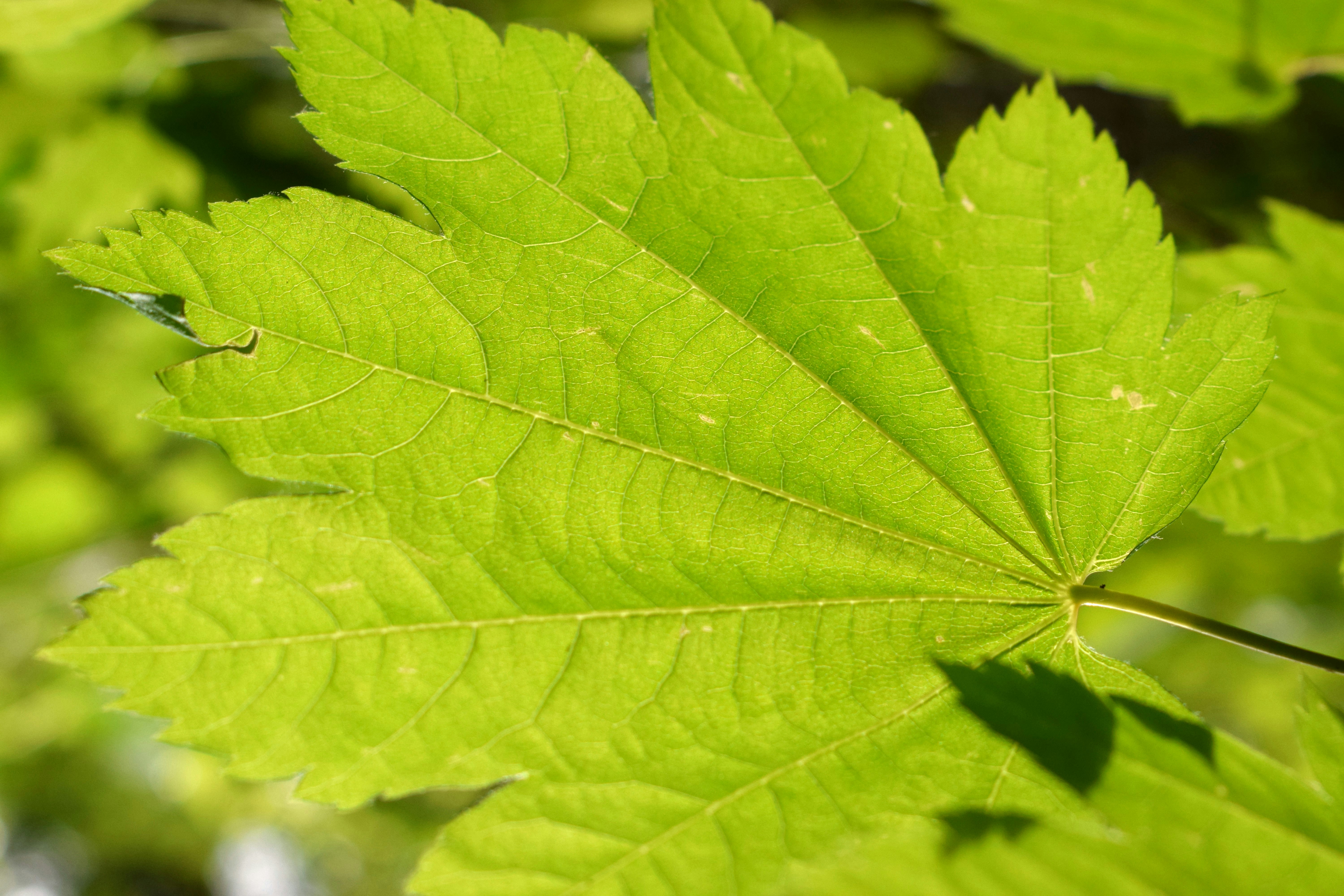 Photo by fr0ggy5_fr0ggy5