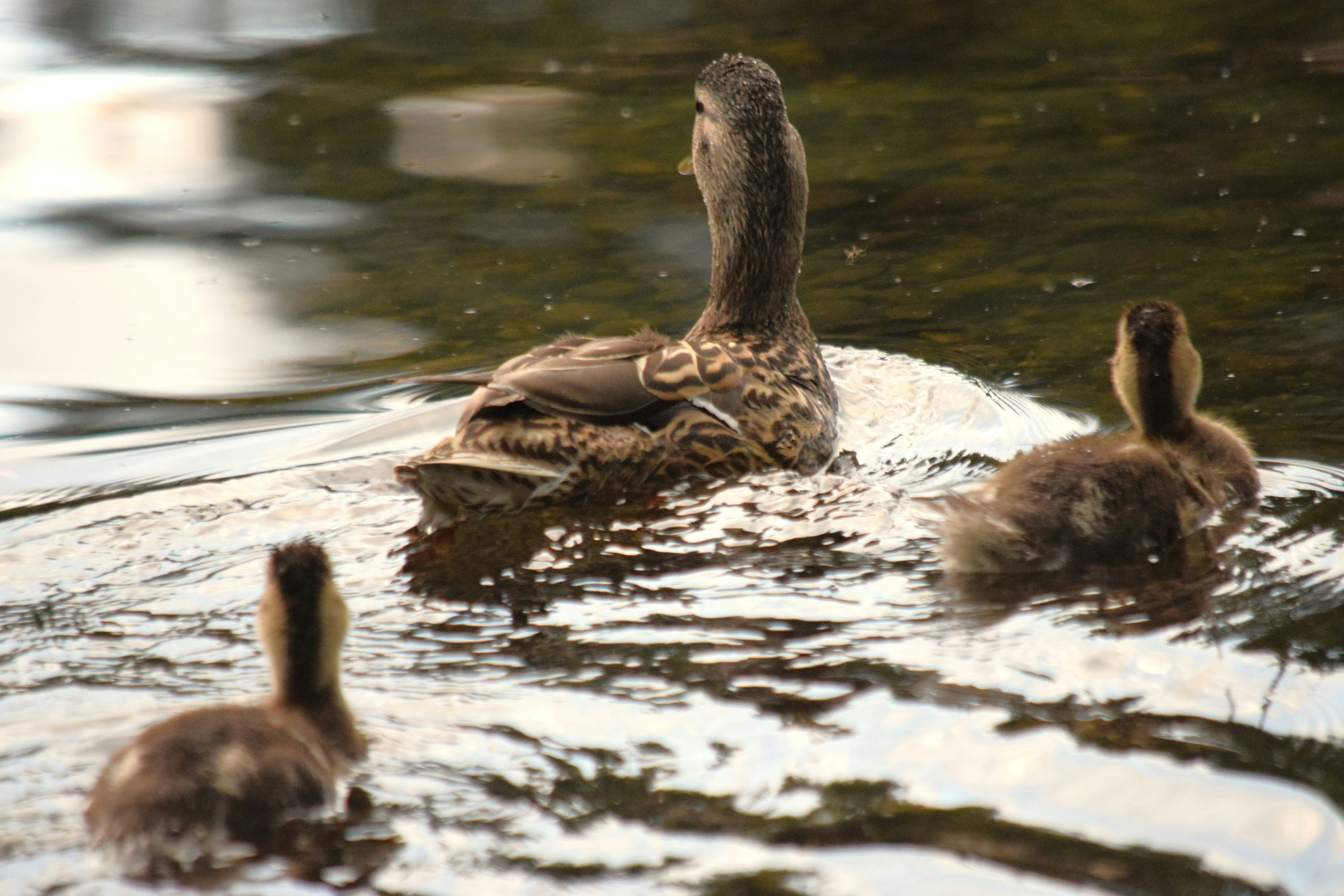 Photo by fr0ggy5_fr0ggy5