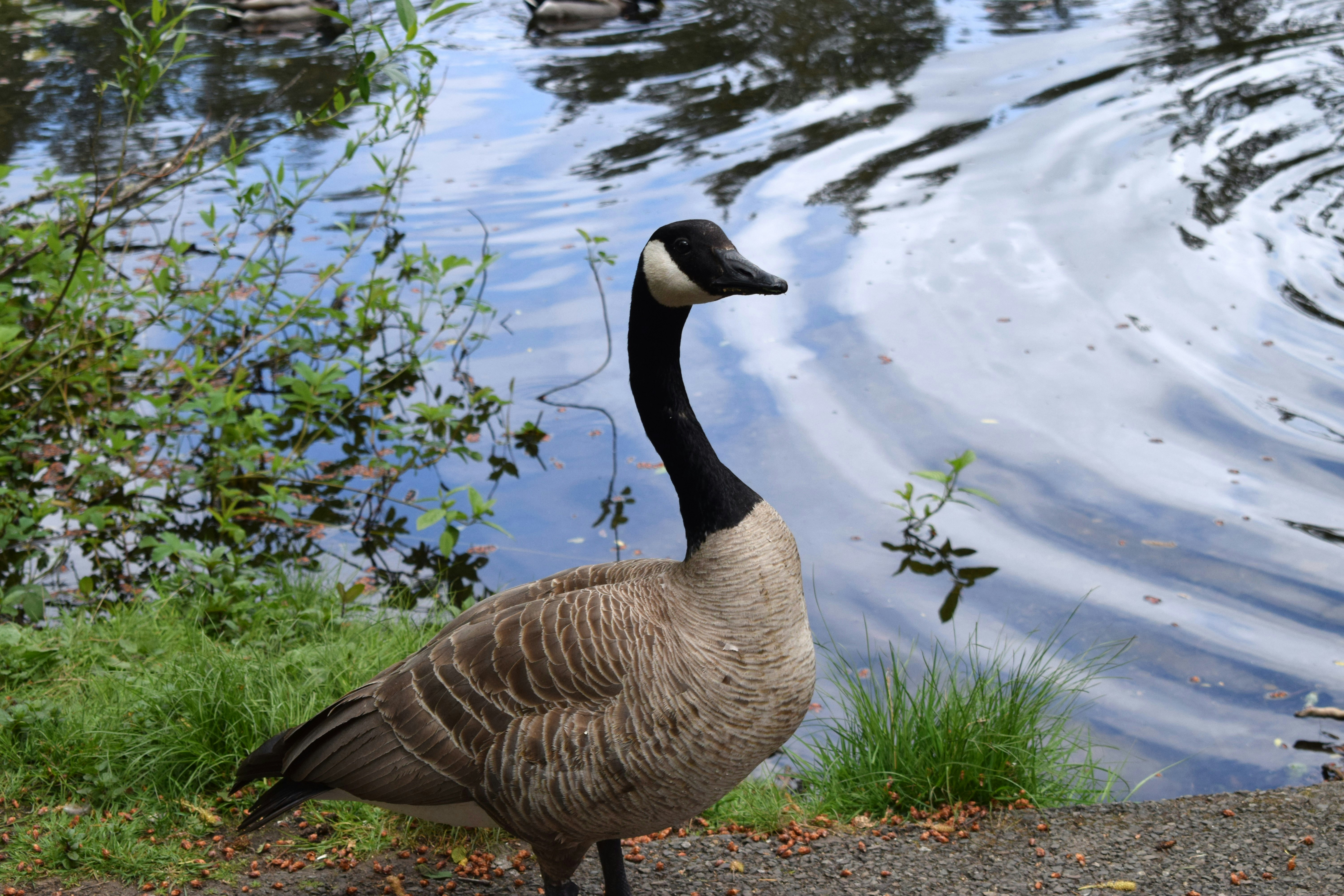 Photo by fr0ggy5_fr0ggy5