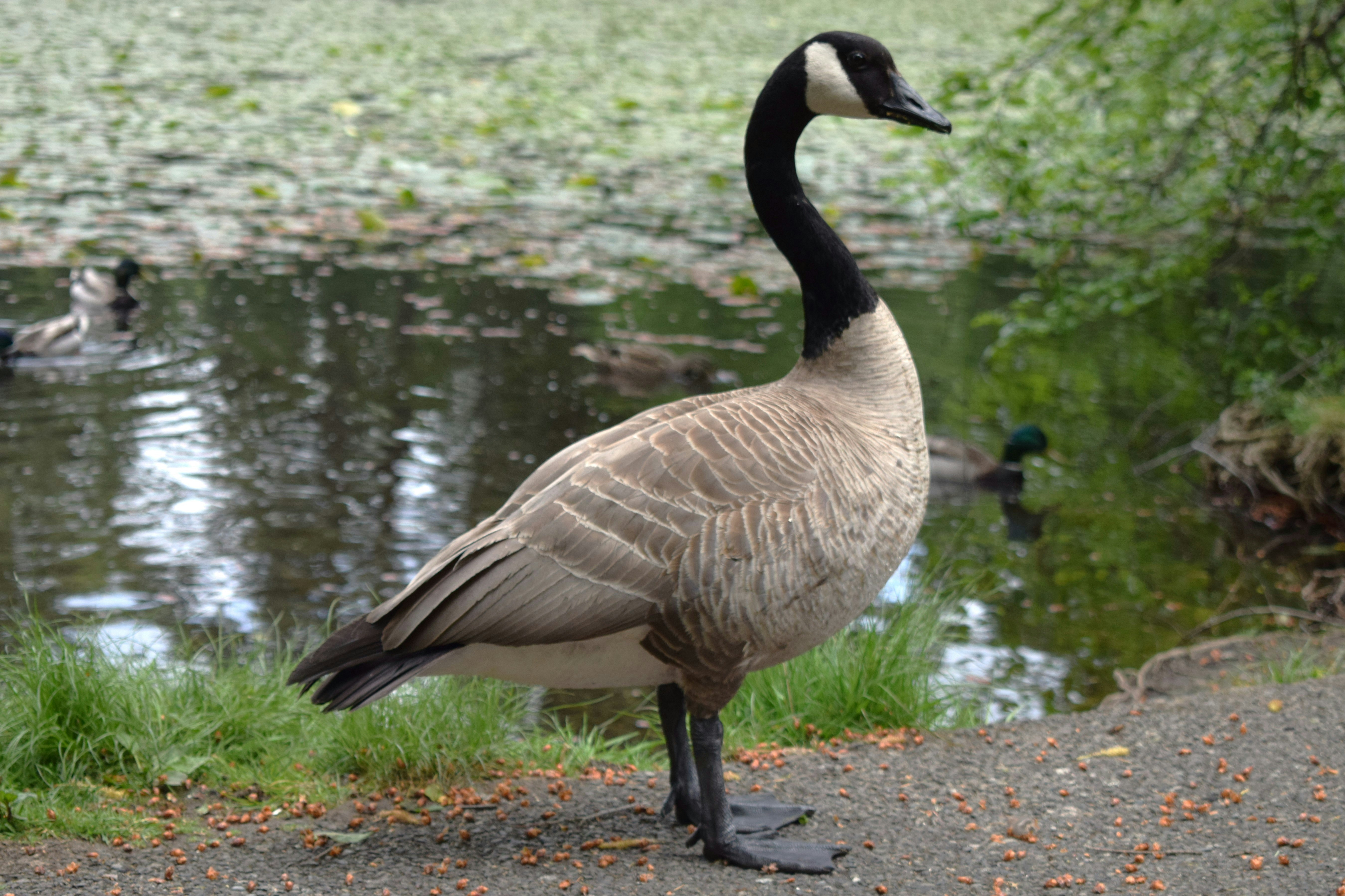 Photo by fr0ggy5_fr0ggy5