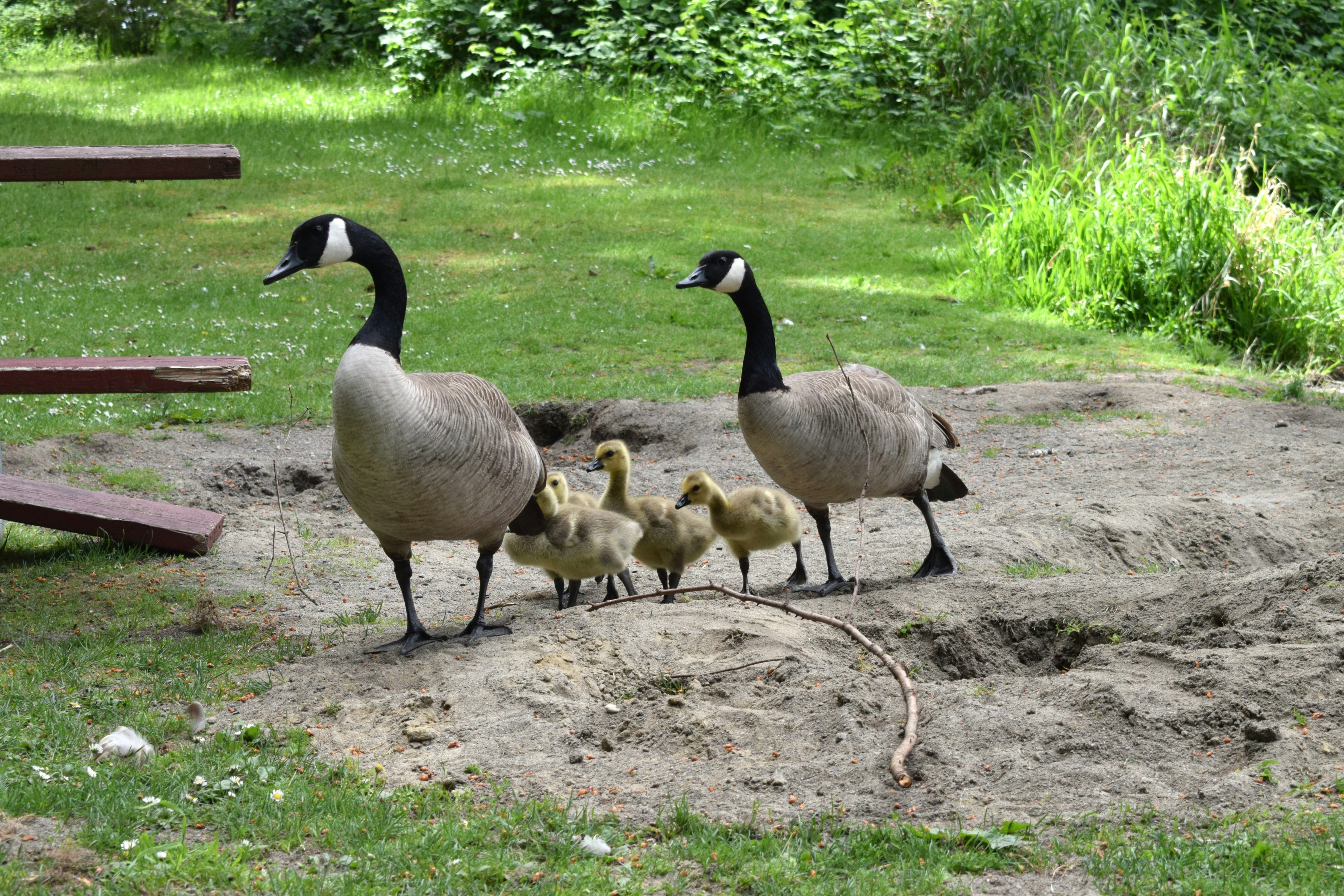 Photo by fr0ggy5_fr0ggy5