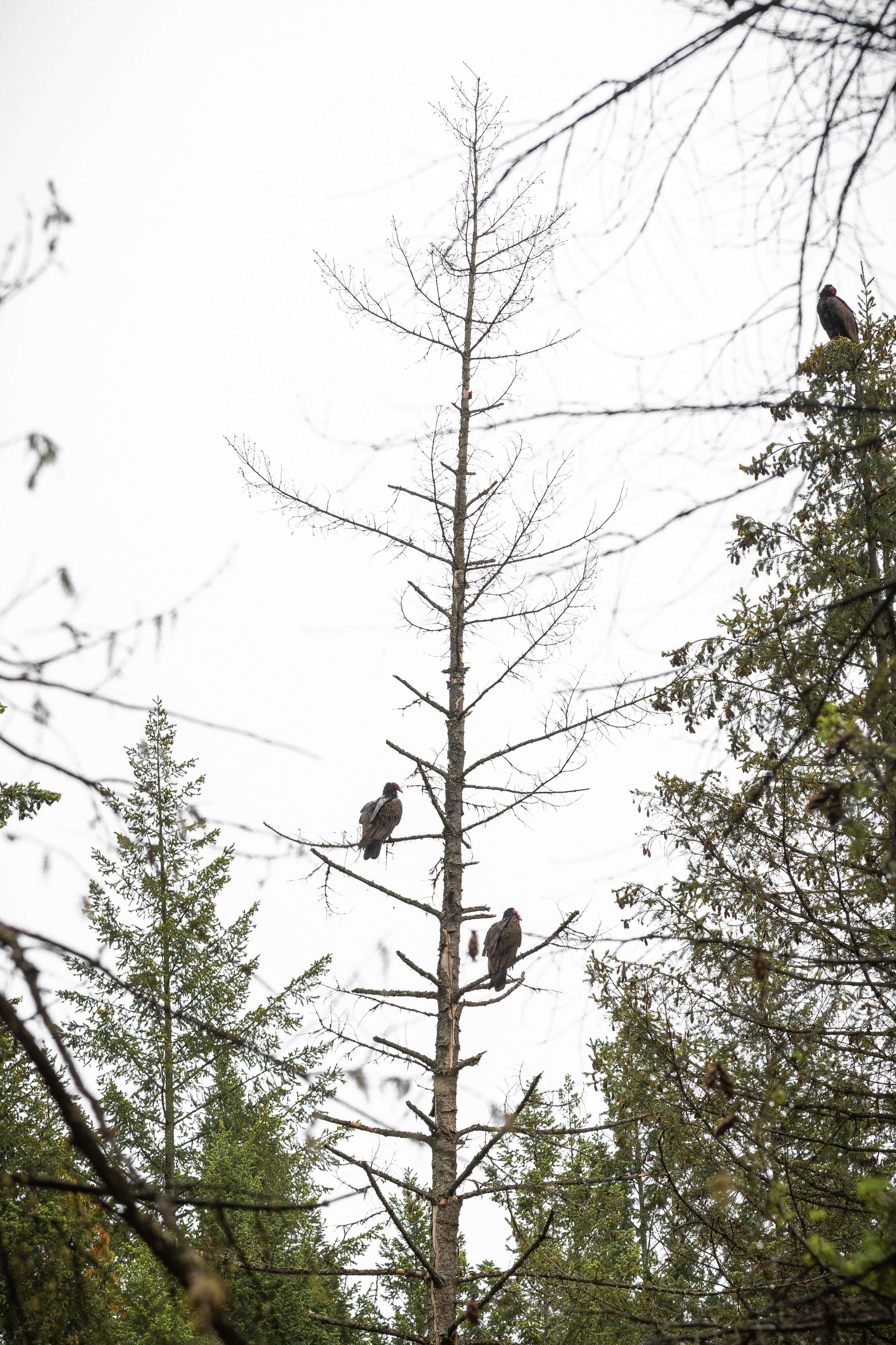 Vultures: Nature's Cleanup Crew (image credits: unsplash)