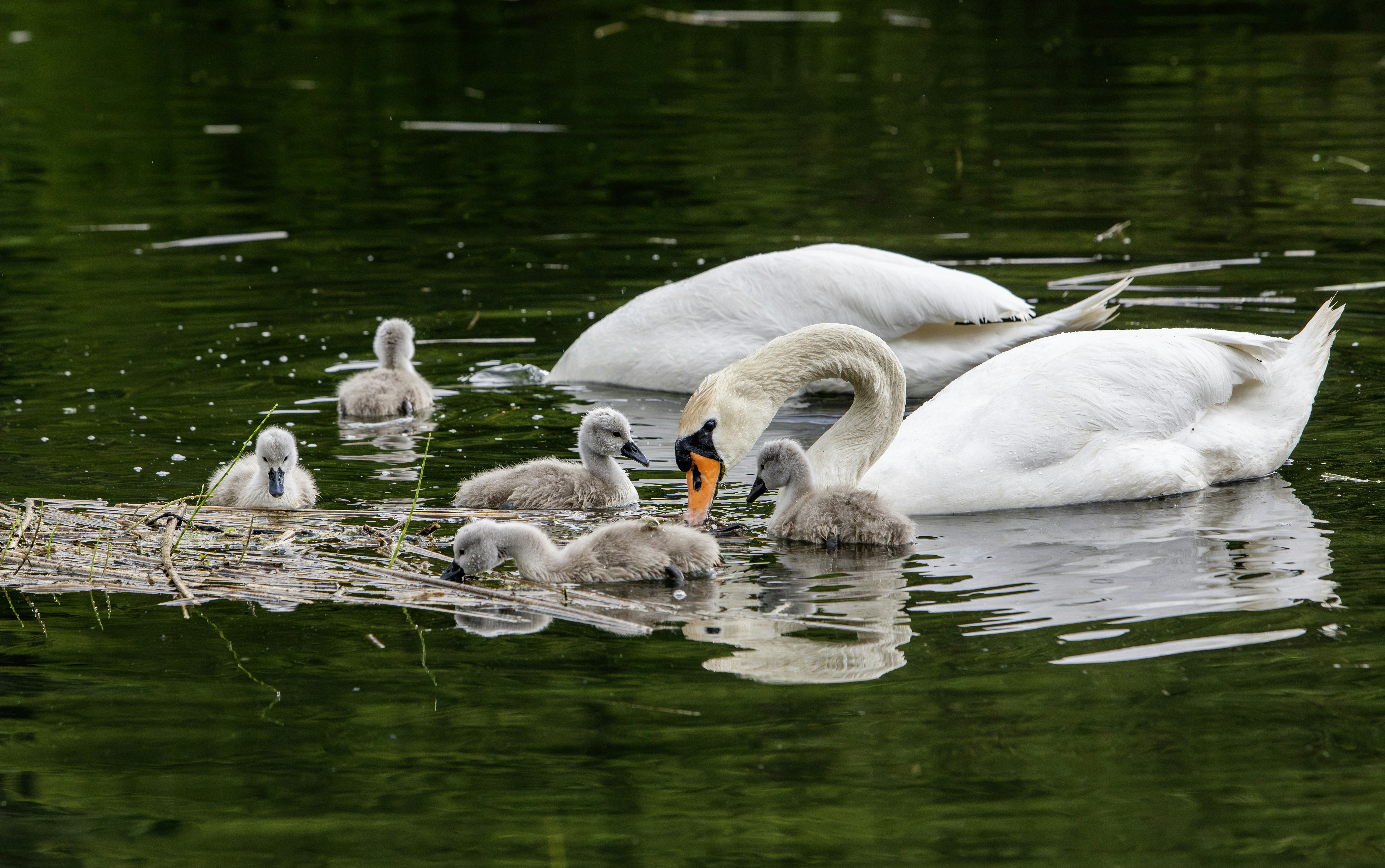 Photo by erik_karits