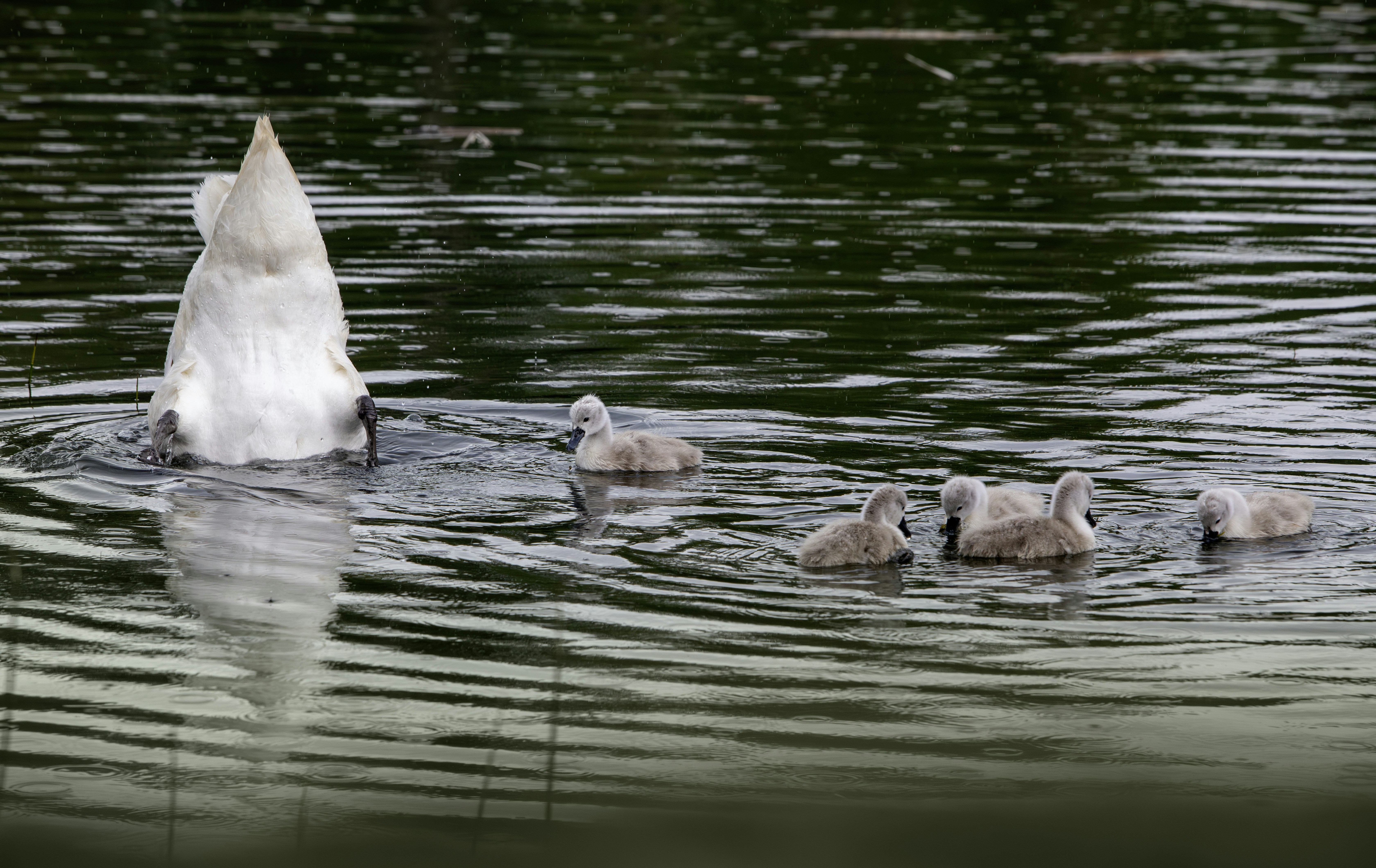 Photo by erik_karits