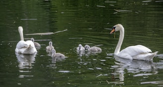 a family of swans swimming in a pond