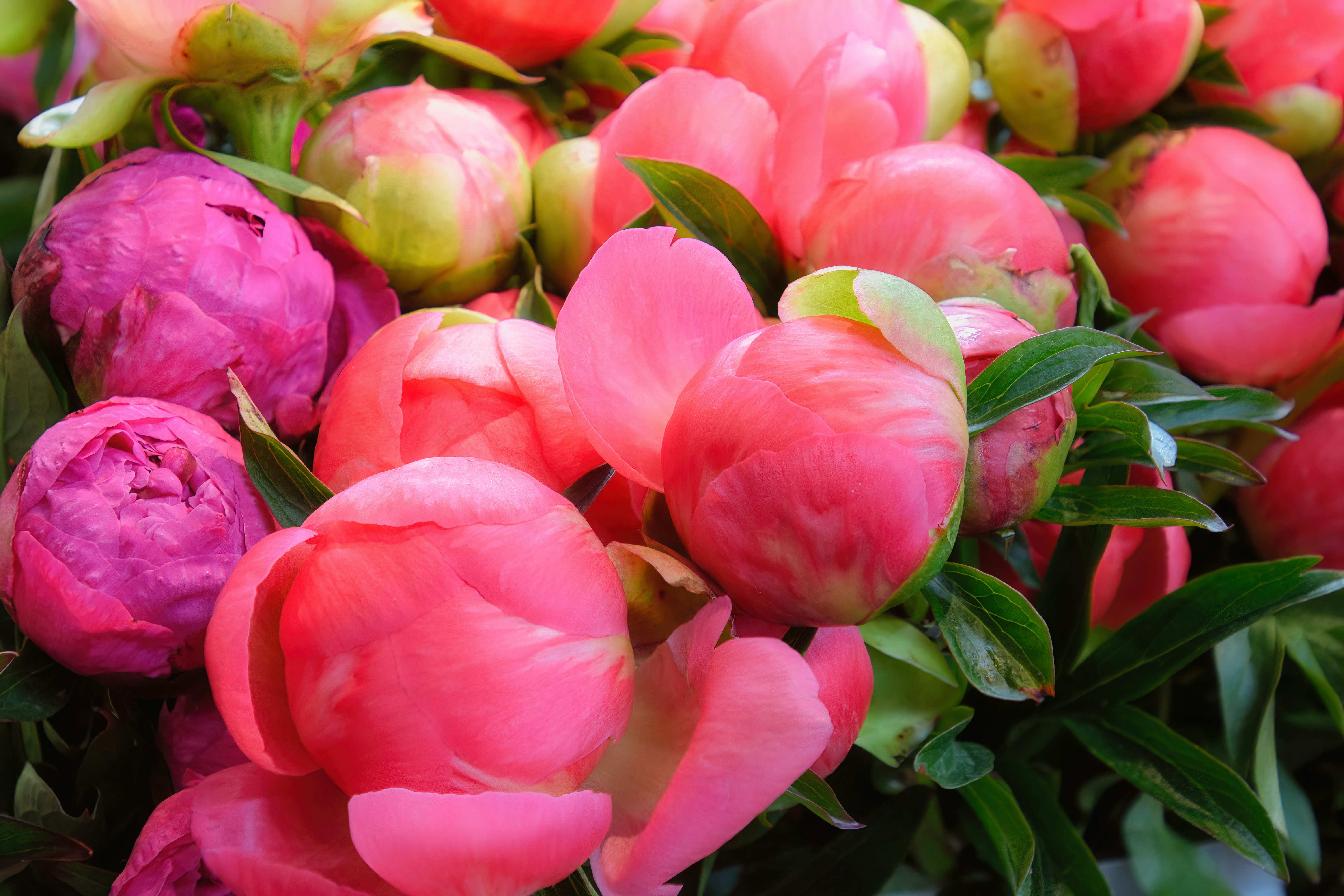 a bunch of pink flowers with green leaves