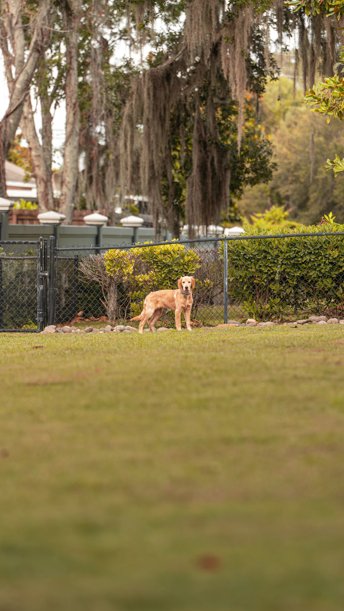 Dog Training Doral: The Family Dog Owner's Practical Guide