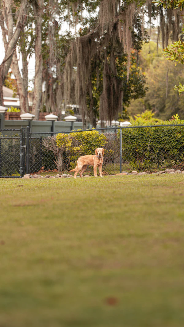 Dog Training Doral: The Family Dog Owner's Practical Guide