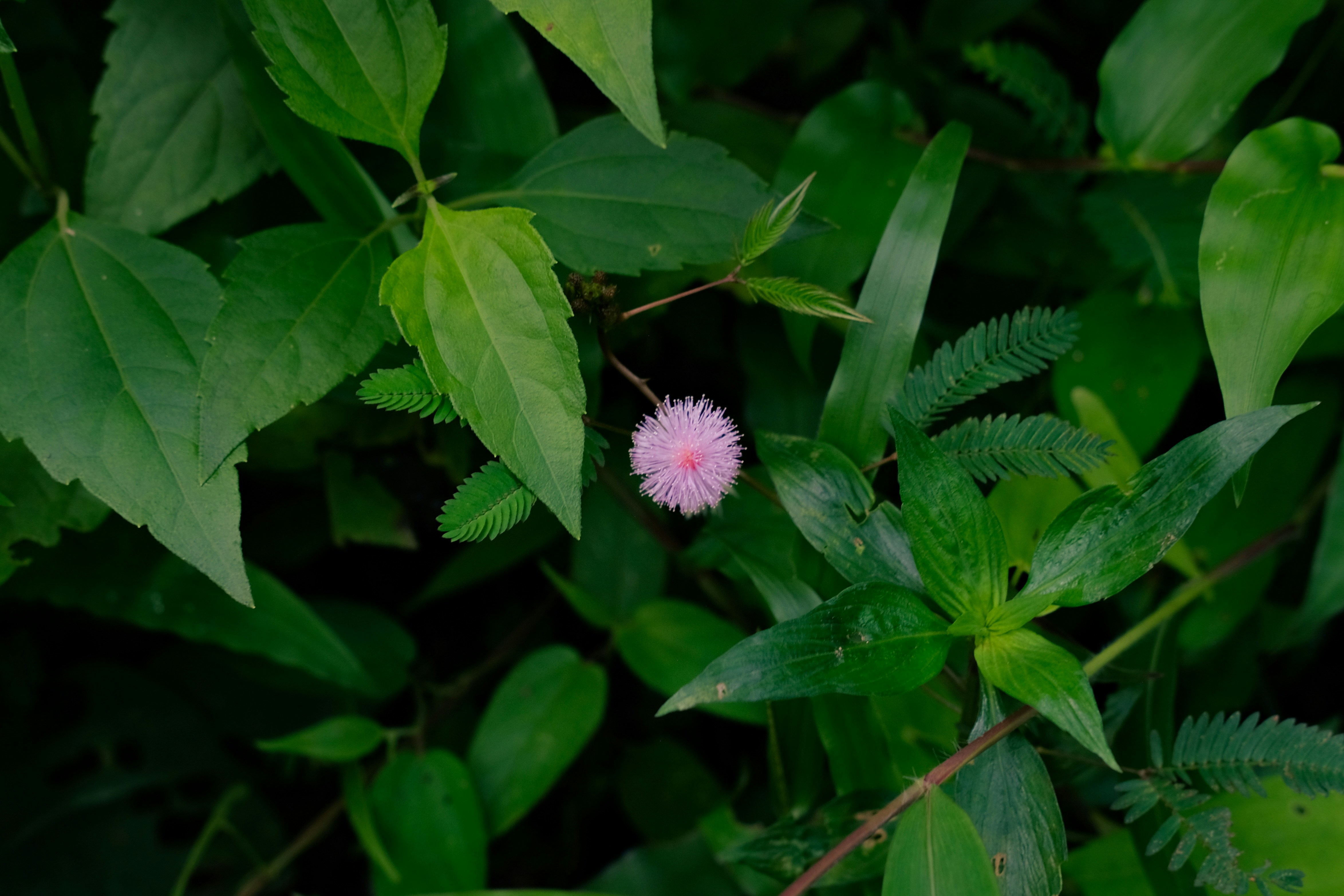 Photo by linhsphotodiary