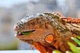 a close up of an iguana eating a piece of lettuce