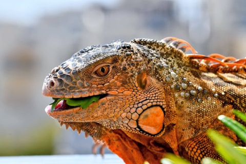 a close up of an iguana eating a piece of lettuce