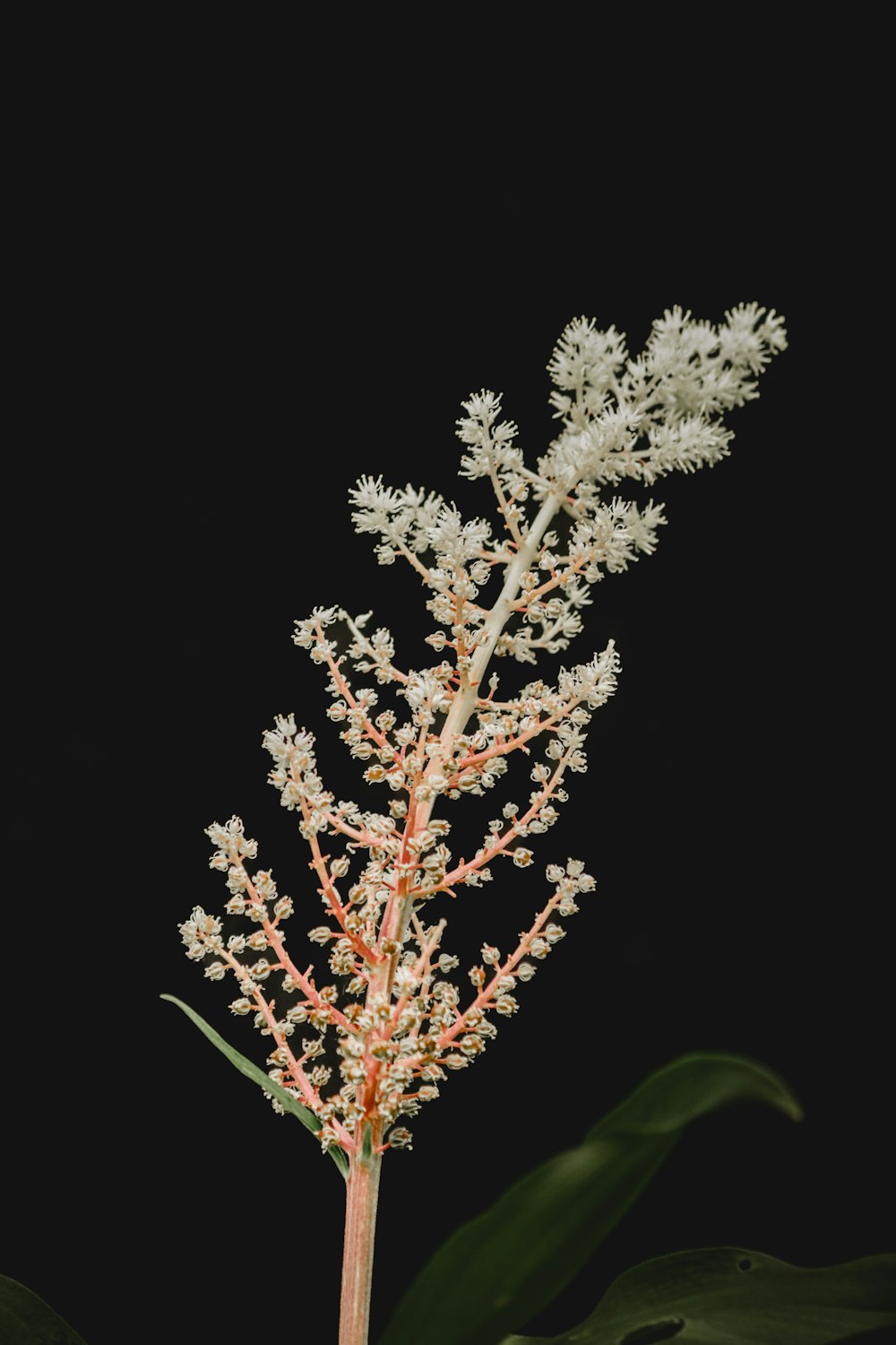 a close up of a plant with white flowers