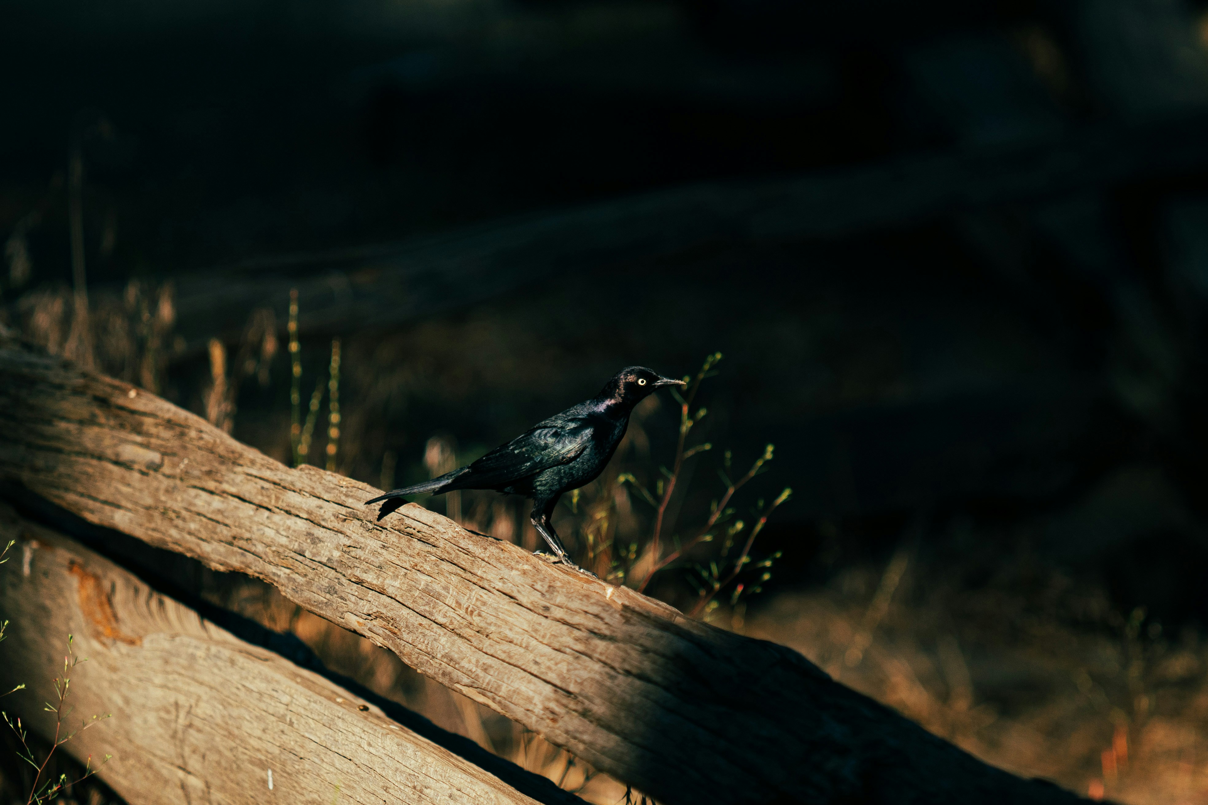 Photo by leob_photography