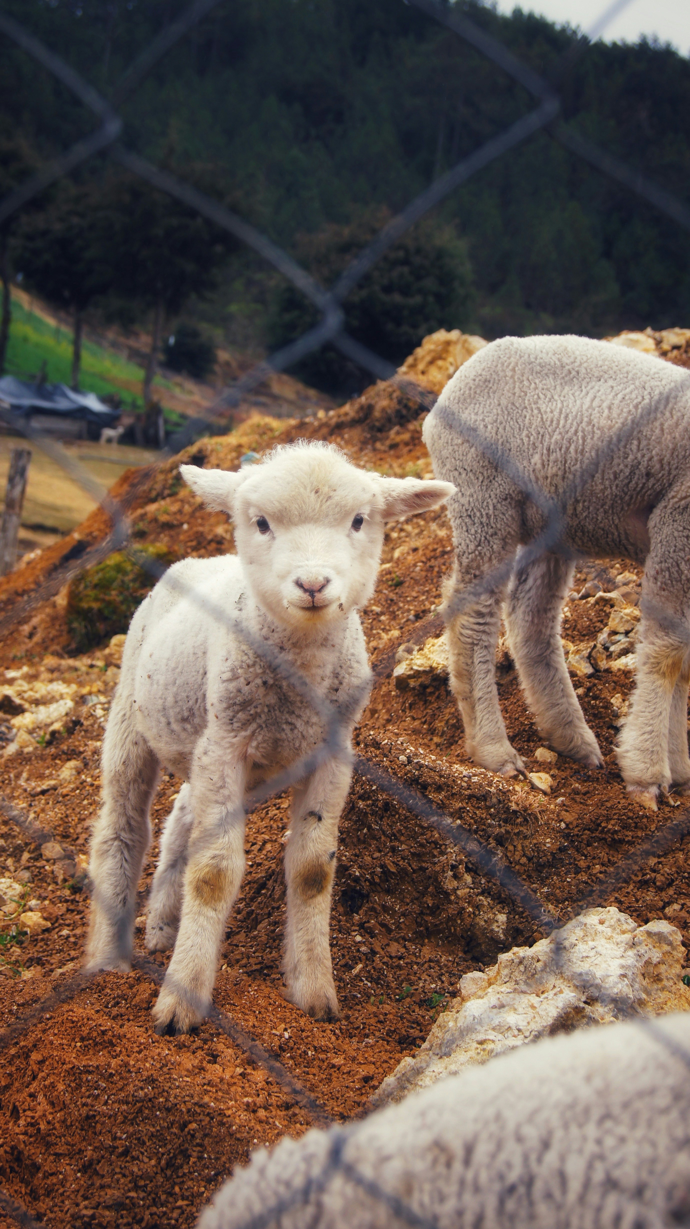 a couple of sheep standing on top of a pile of dirt