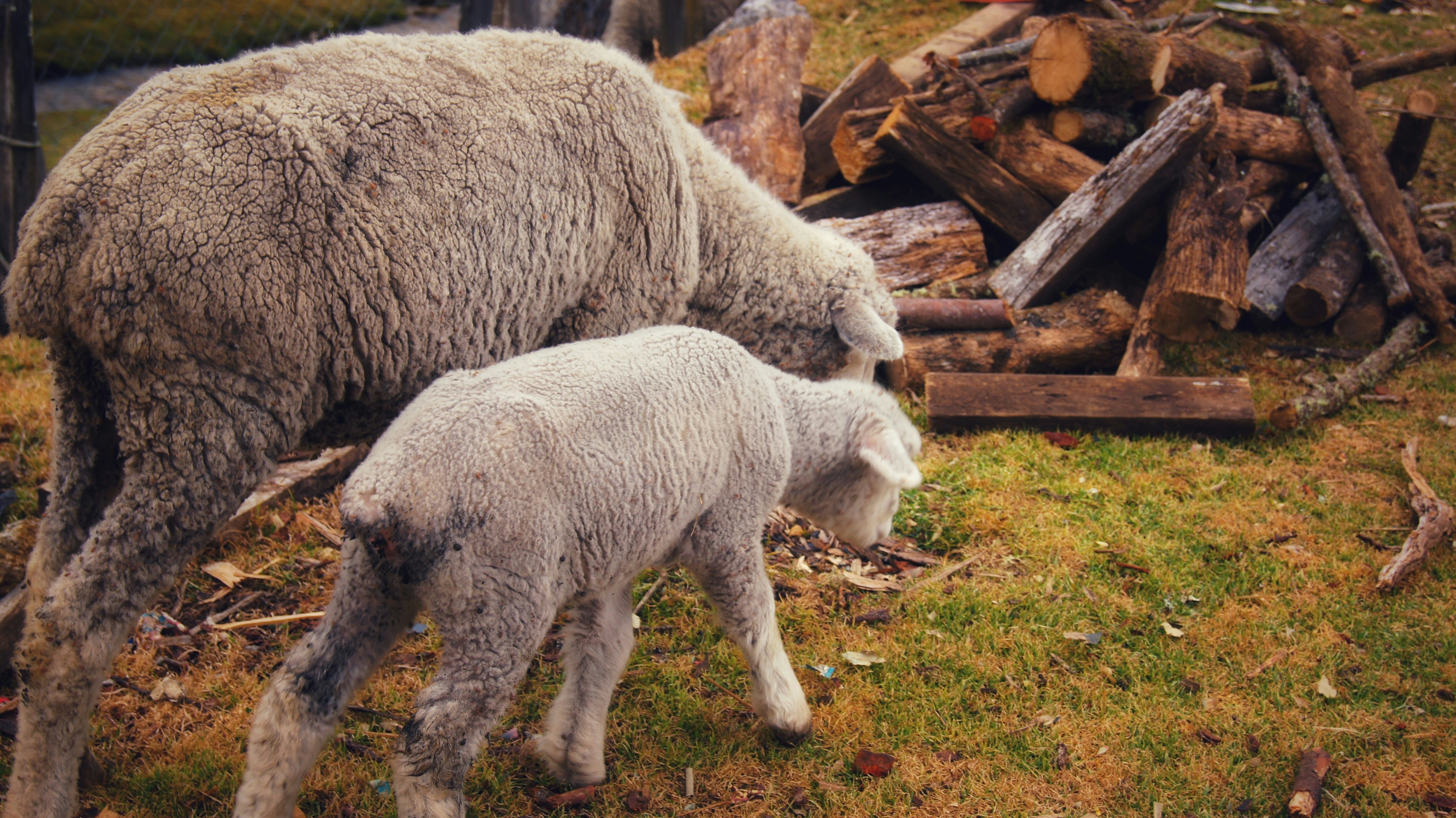 an adult sheep and a baby sheep grazing in a field