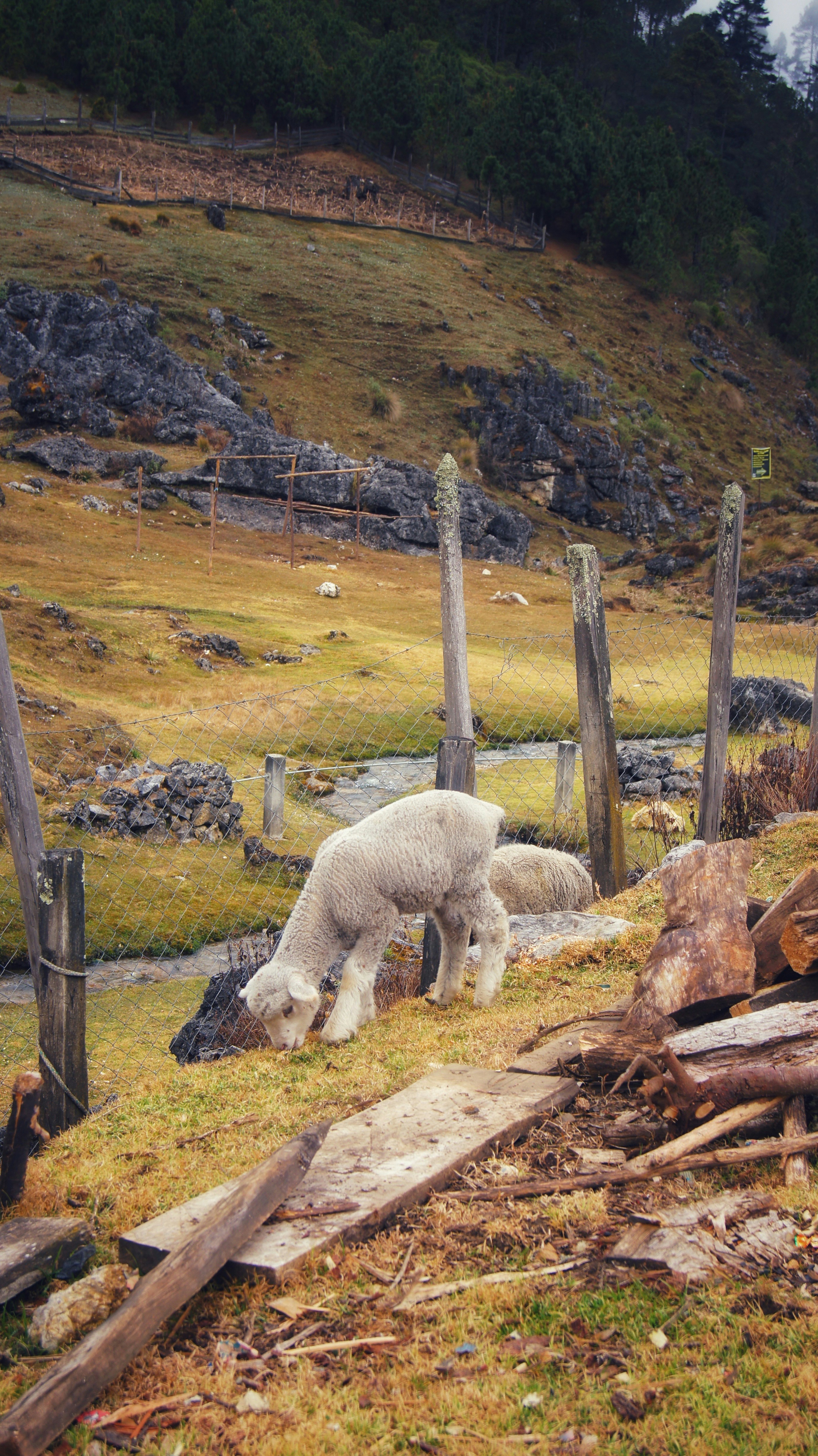 a couple of animals that are standing in the grass