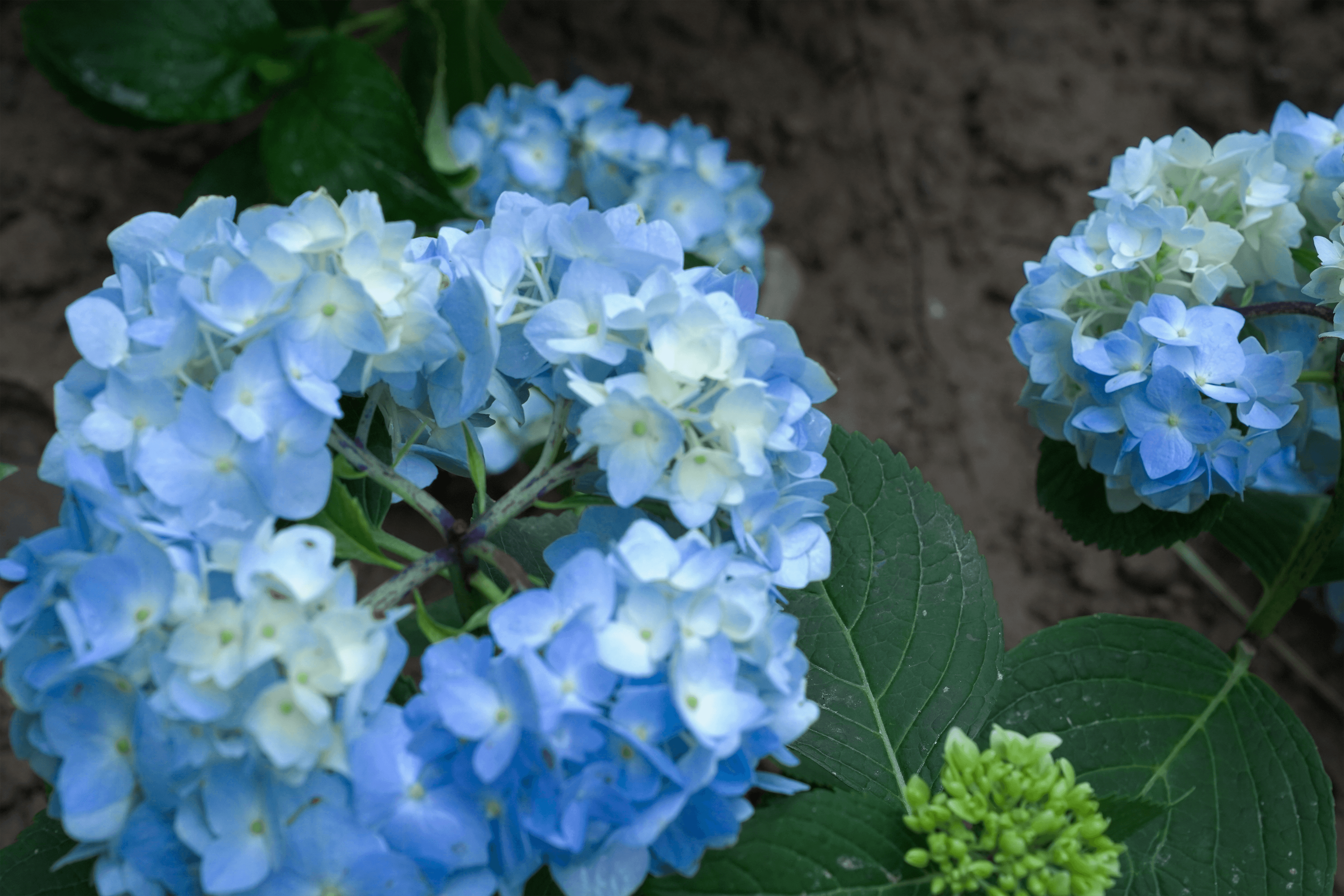 Un primer plano de un ramo de flores azules