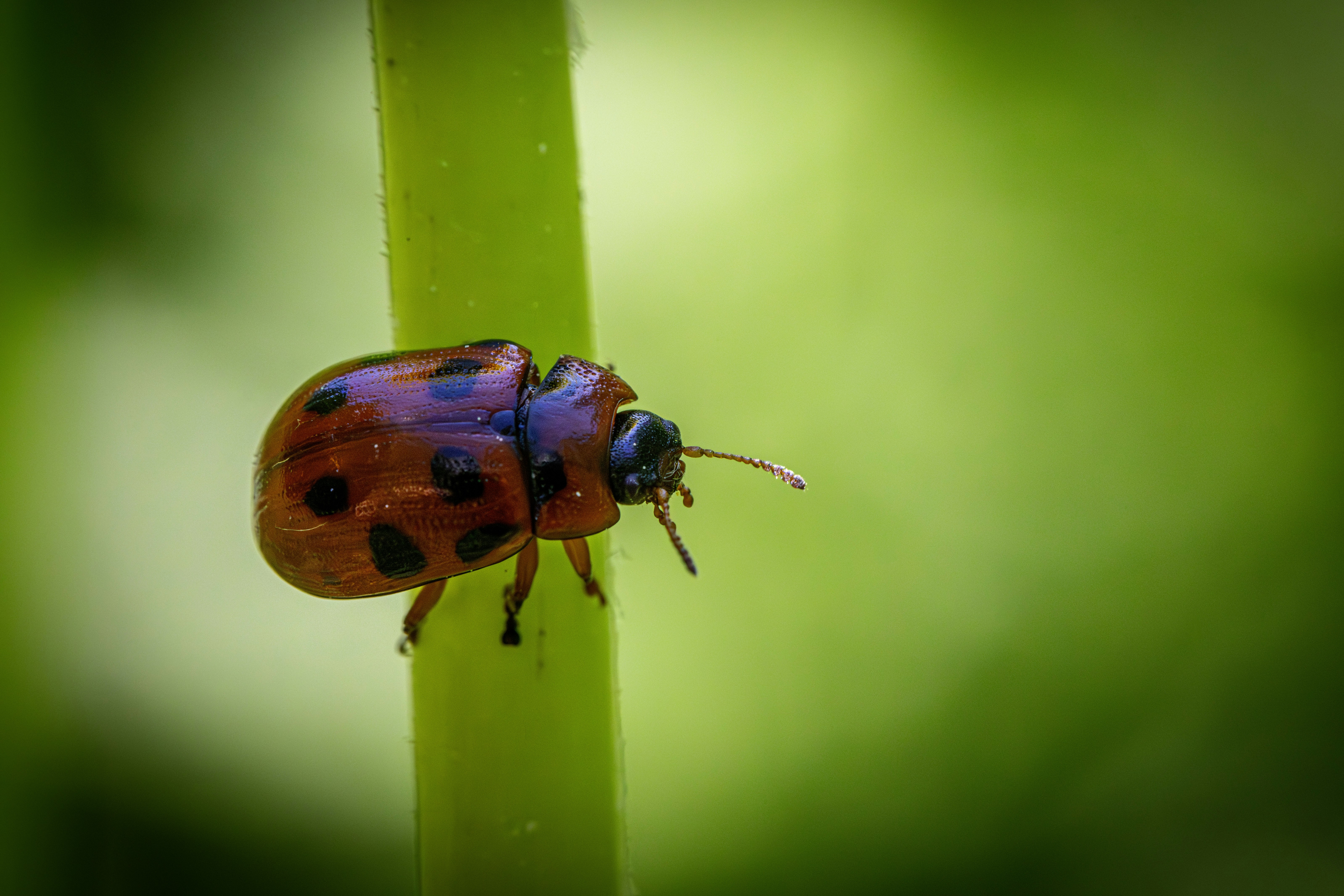 Photo by erik_karits