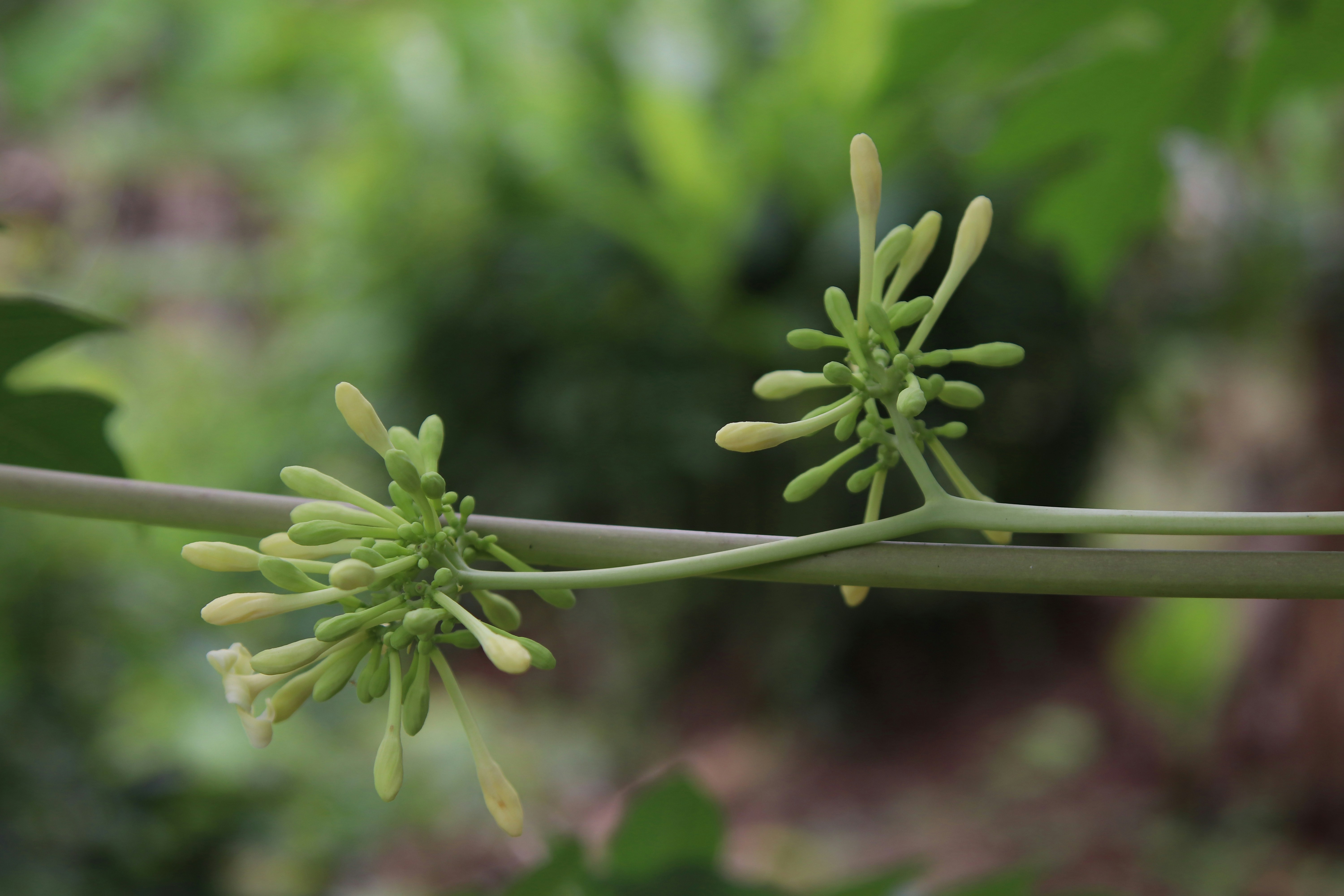 Photo by selipar_jepon