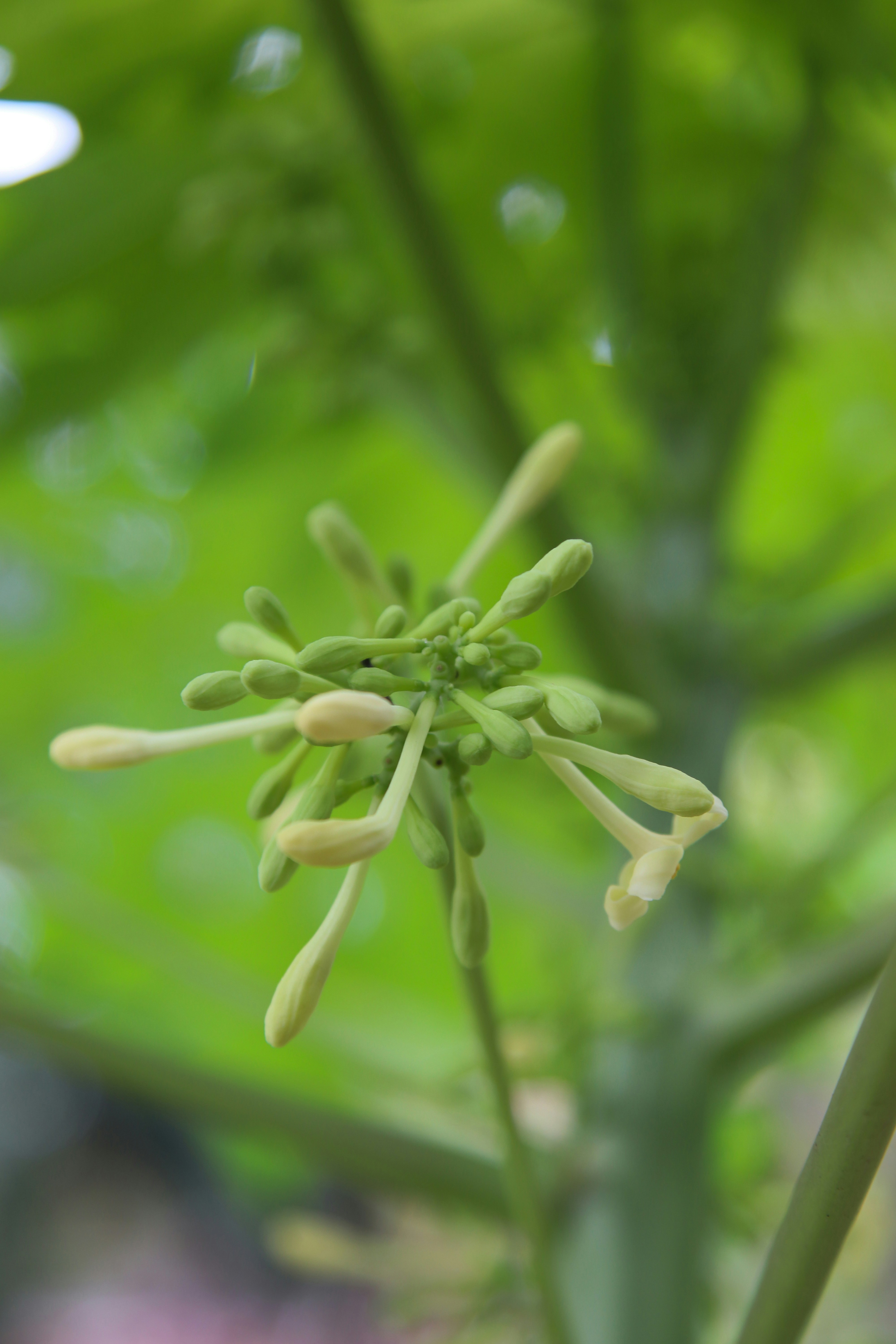 Photo by selipar_jepon