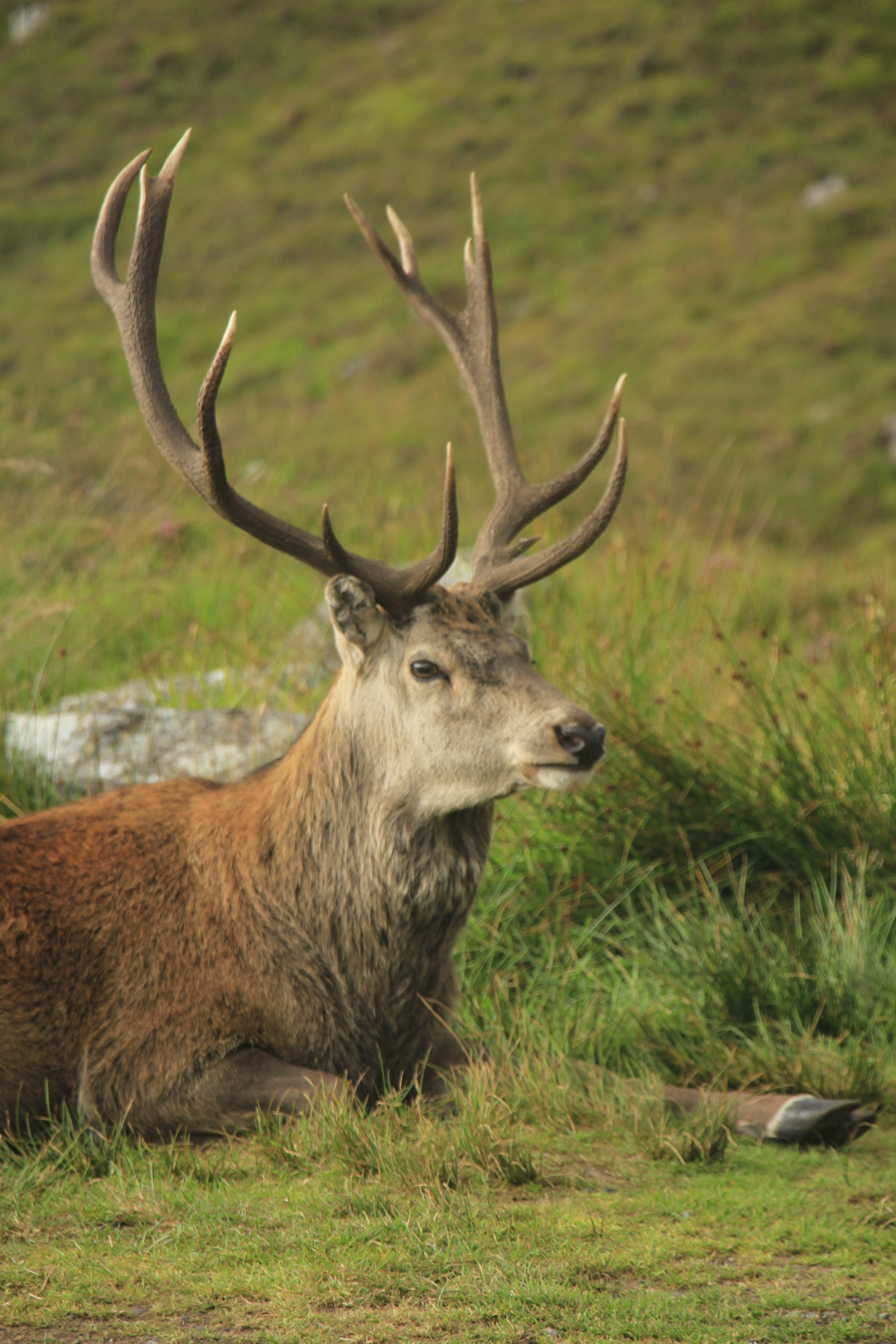 a deer laying down in a grassy field