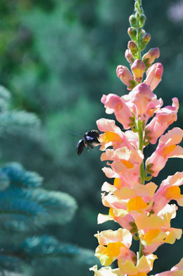 a close up of a flower with a bee on it