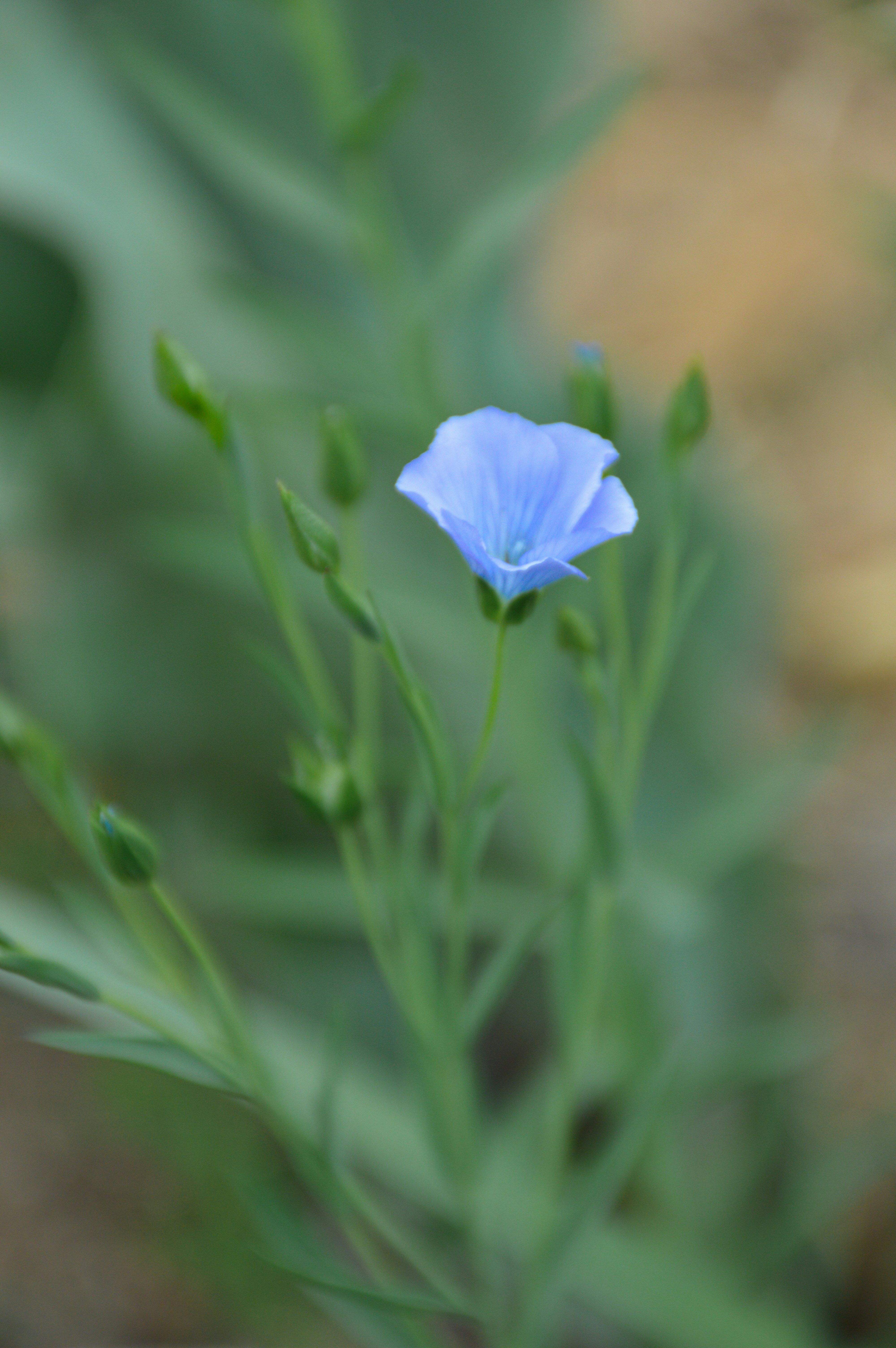 eine kleine blaue Blume mit grünen Blättern im Hintergrund