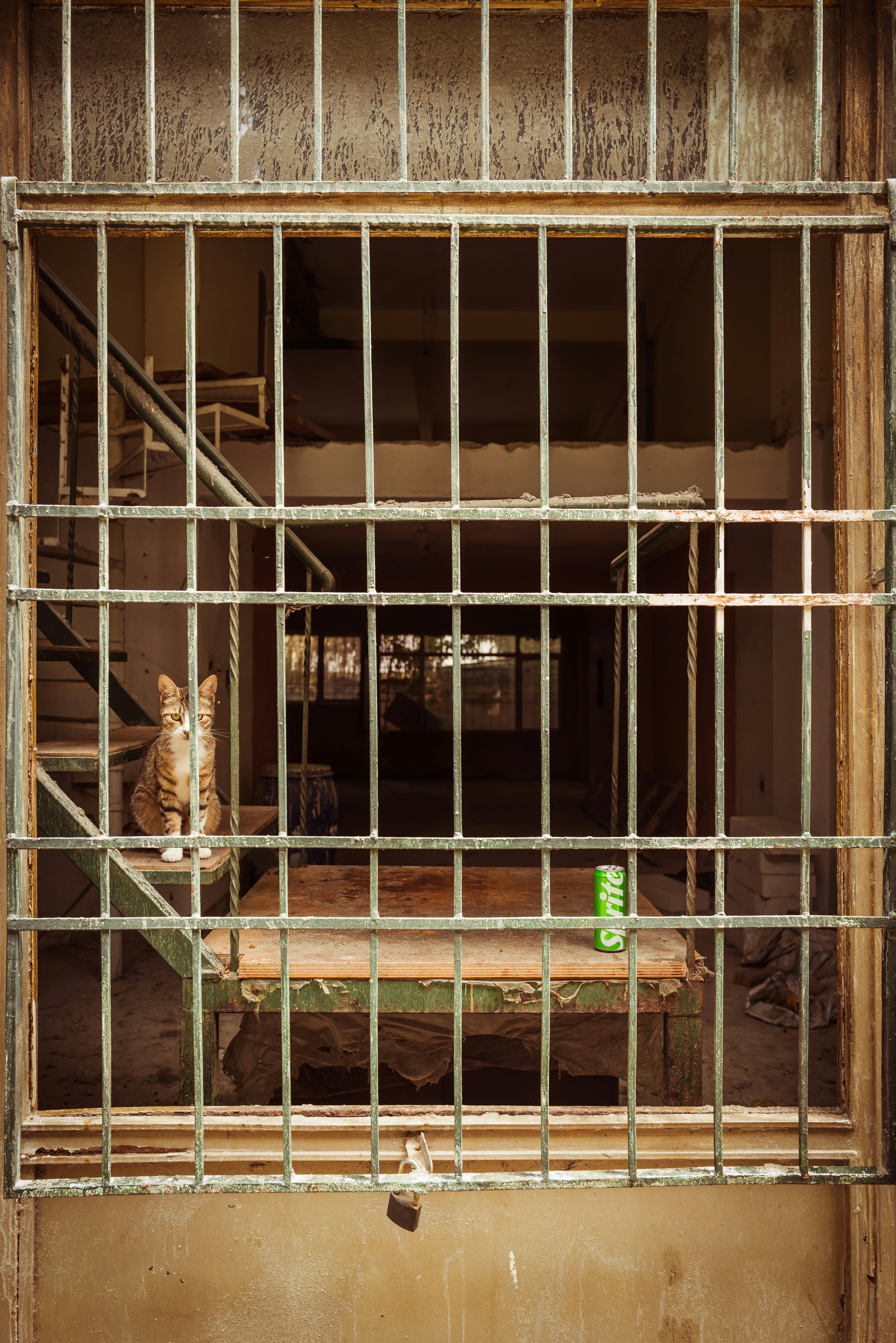 a cat sitting in a window of a jail cell