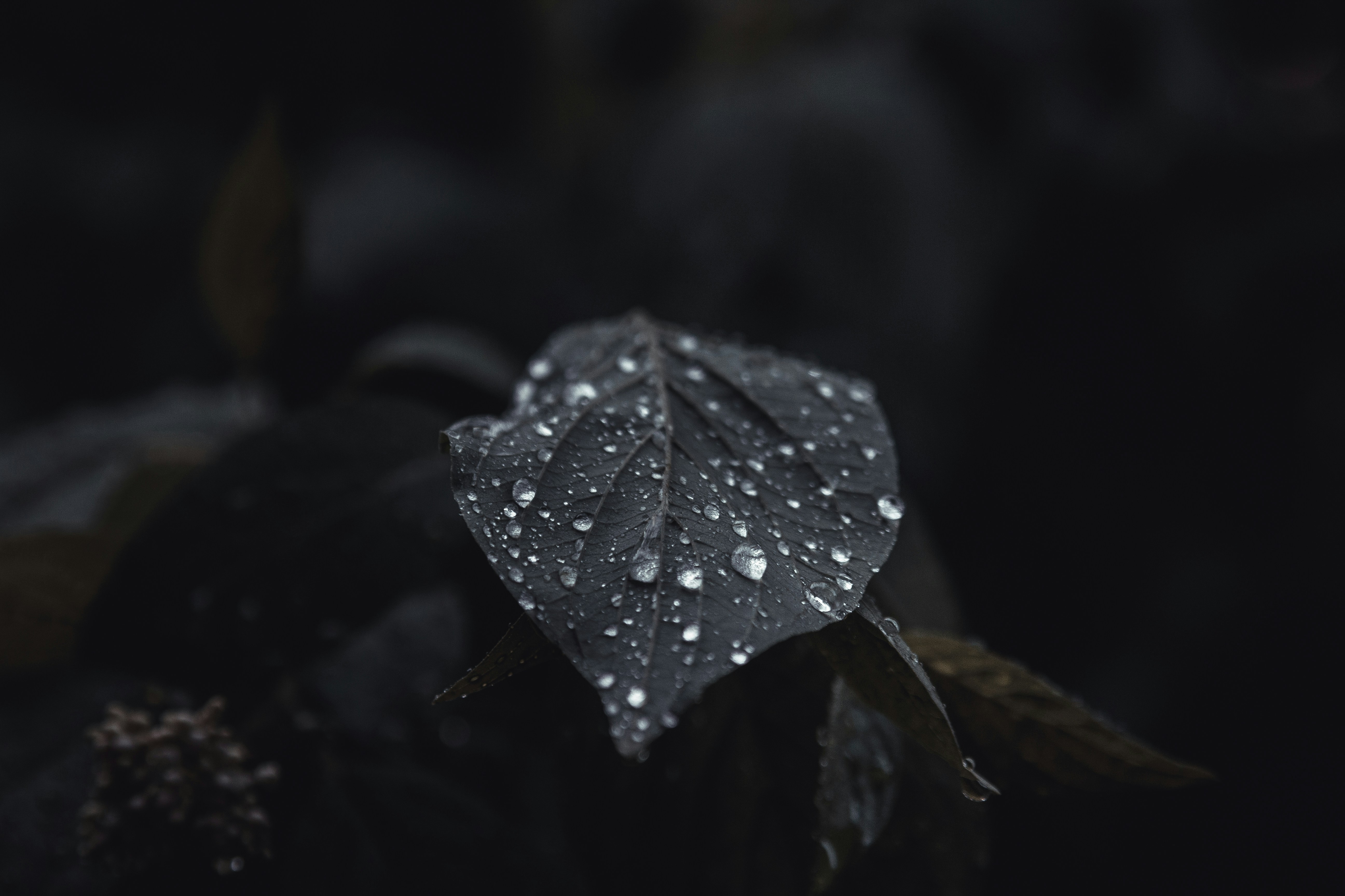 Photo by sam_badmaeva