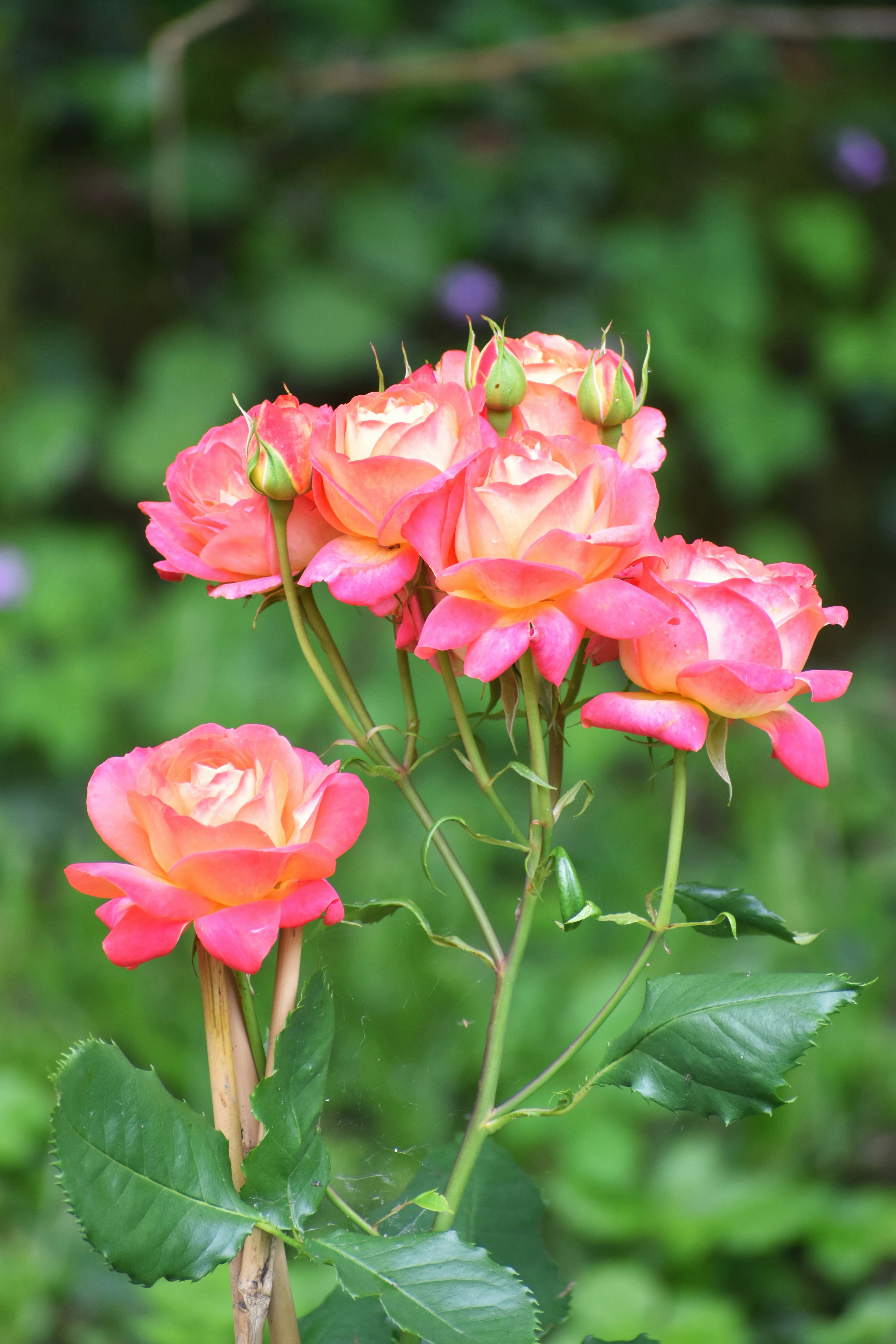 Photo by danielelarosa