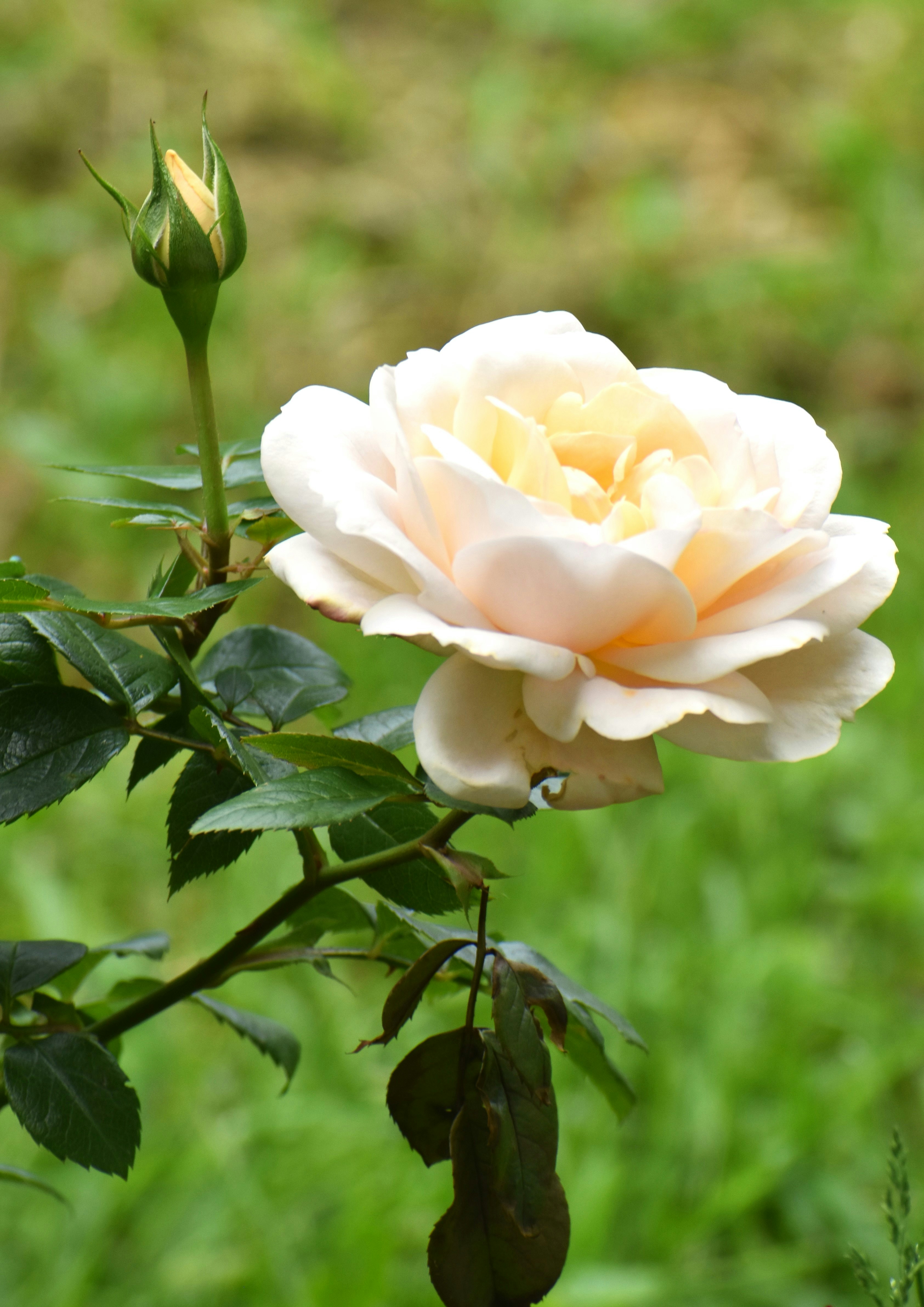 Photo by danielelarosa