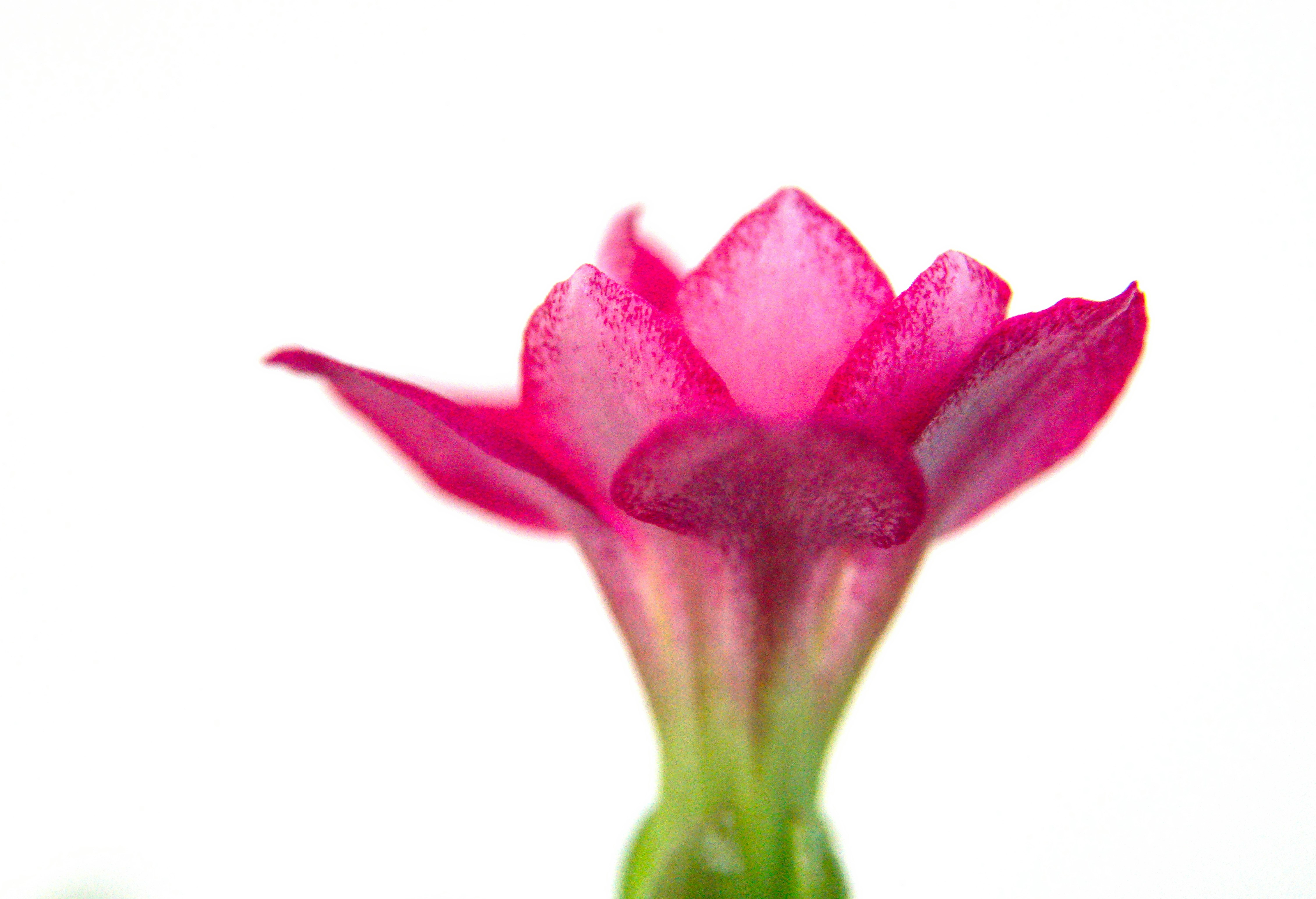 Photo by thomaskinto