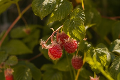 raspberries growing on a bush in the sun