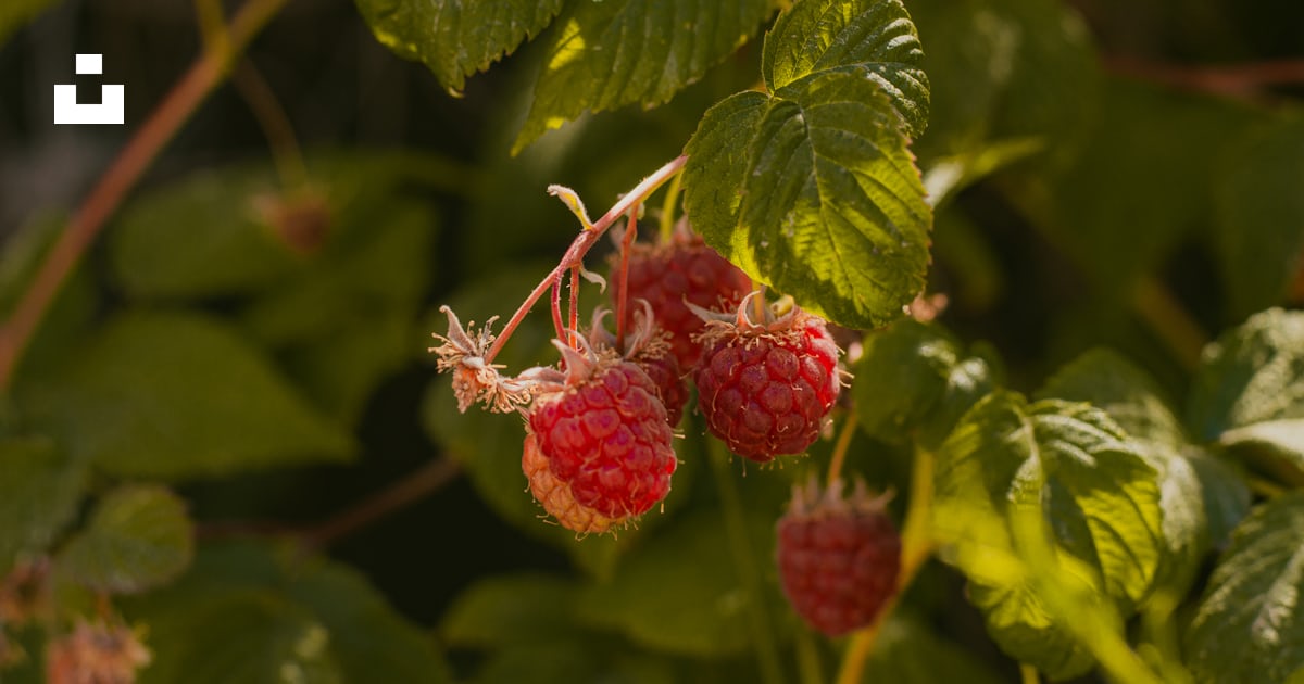 Raspberries growing on a bush in the sun photo – Free Bariloche Image ...