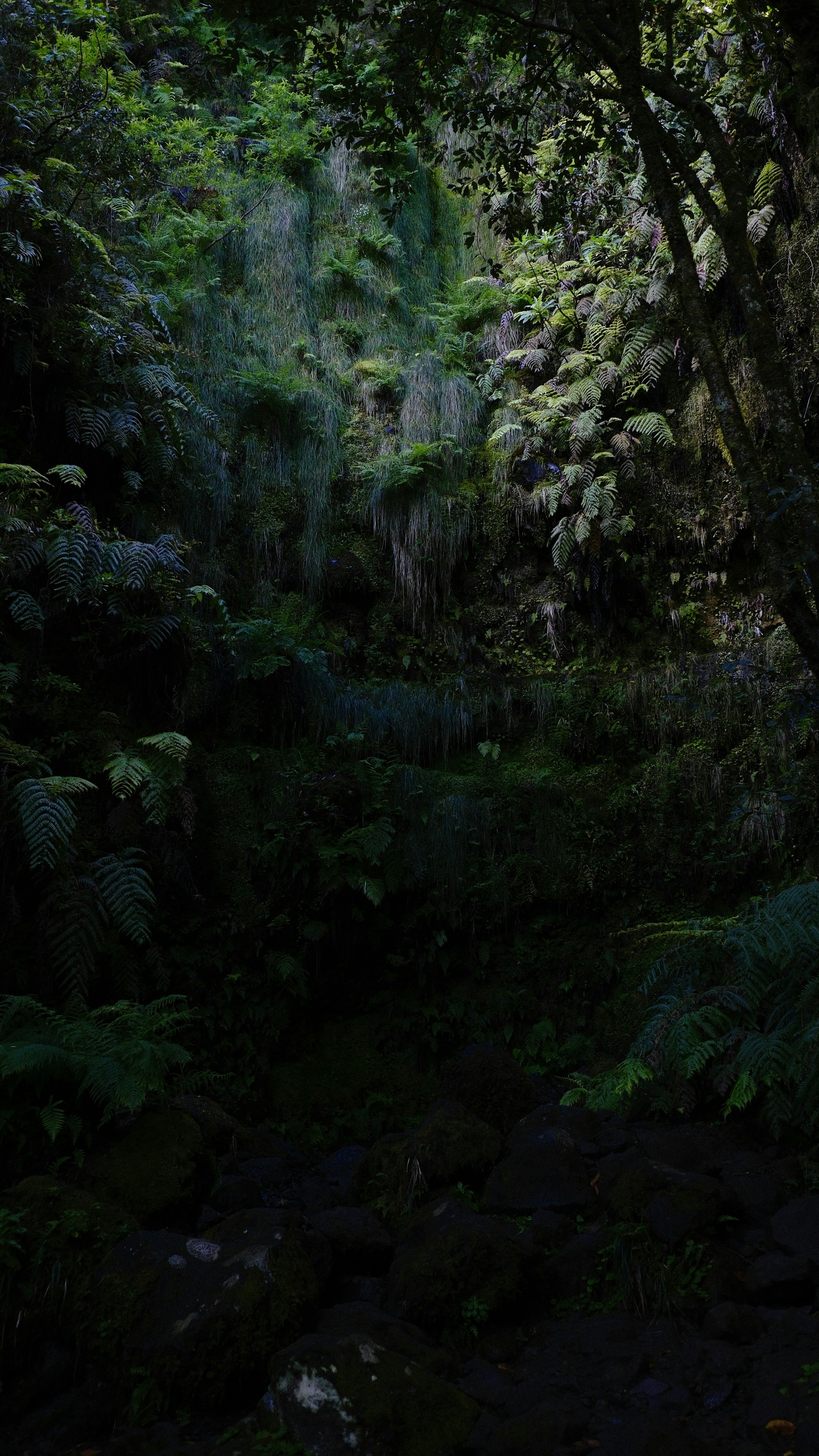 a lush green forest filled with lots of trees