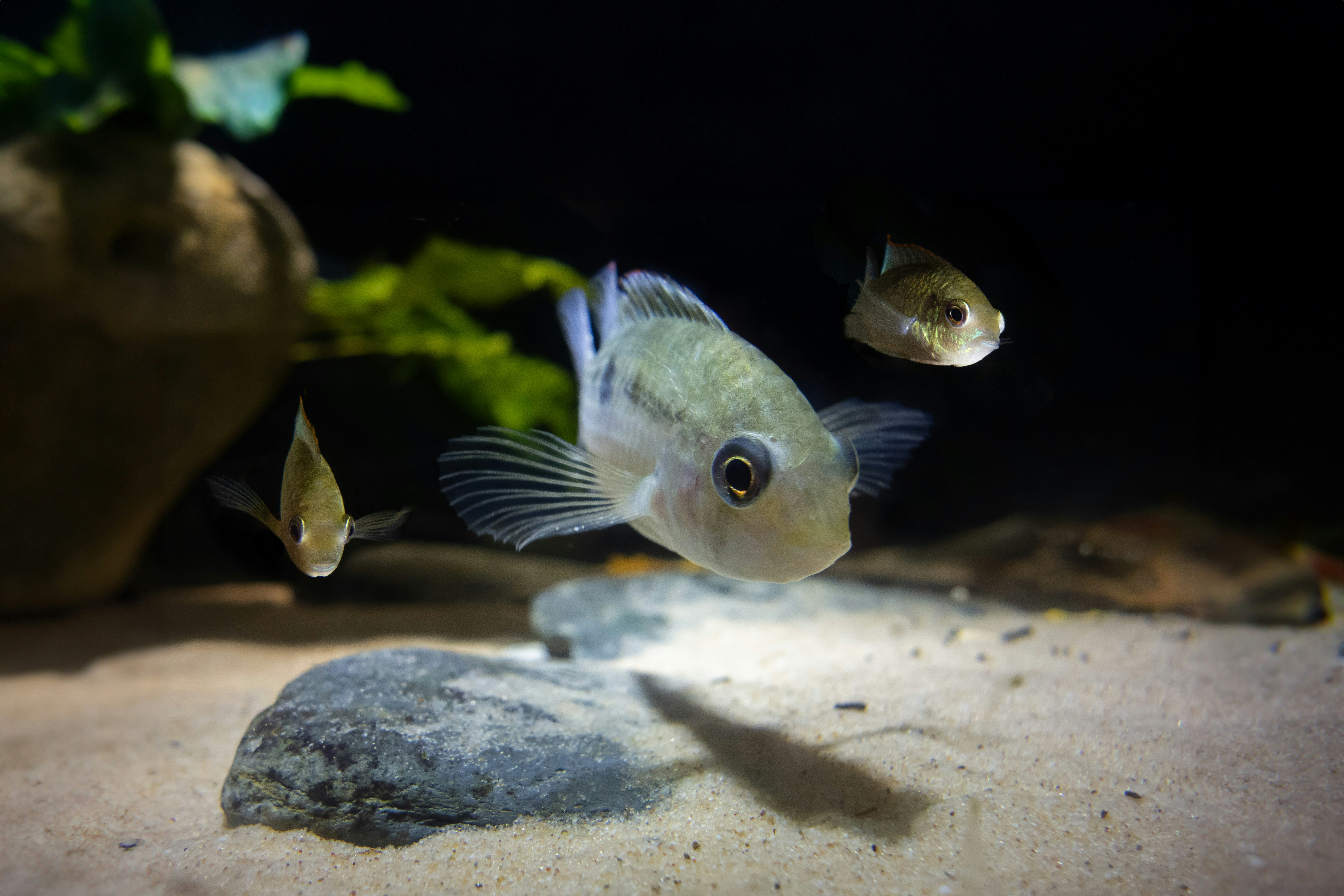 sekelompok ikan berenang di akuarium