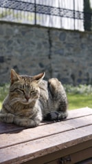 a cat laying on top of a wooden bench