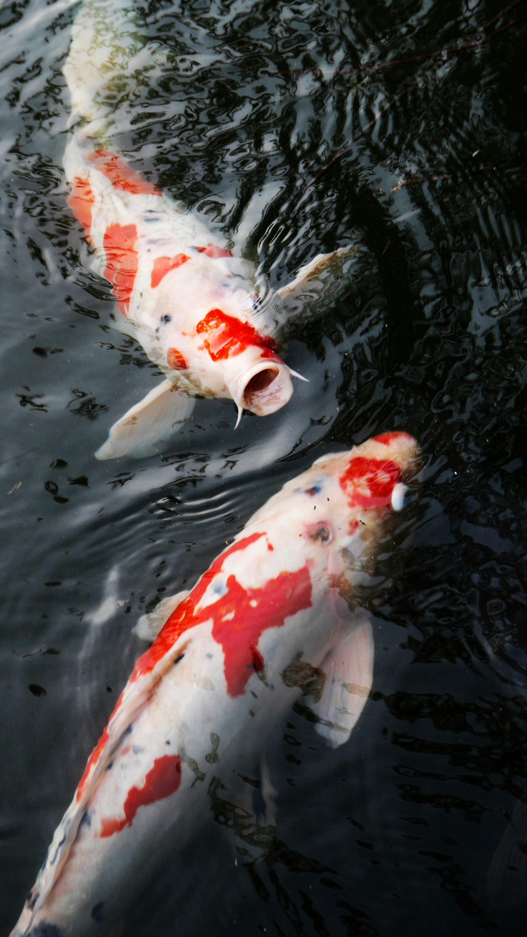 a couple of fish that are in the water