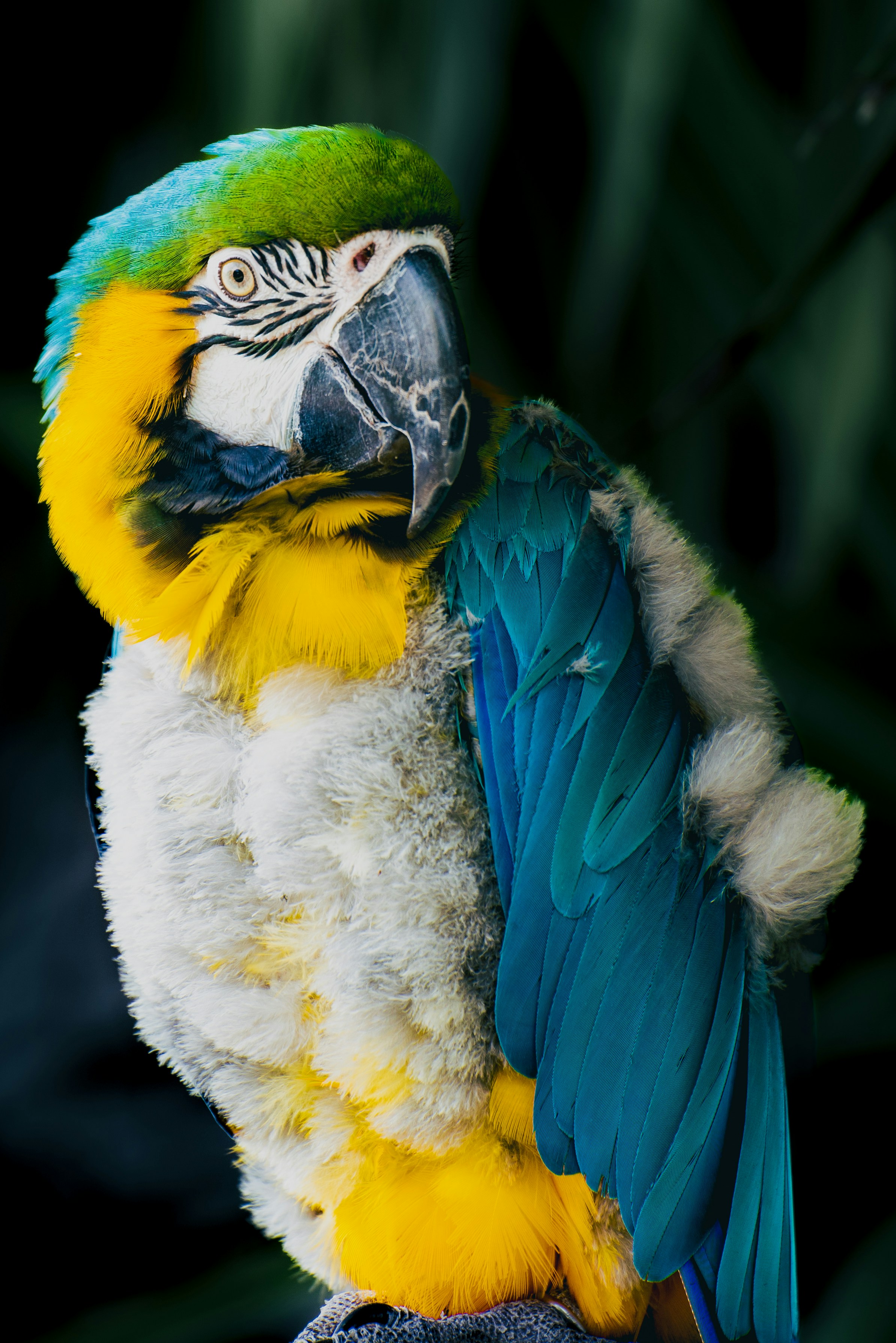 a colorful parrot sitting on top of a tree branch