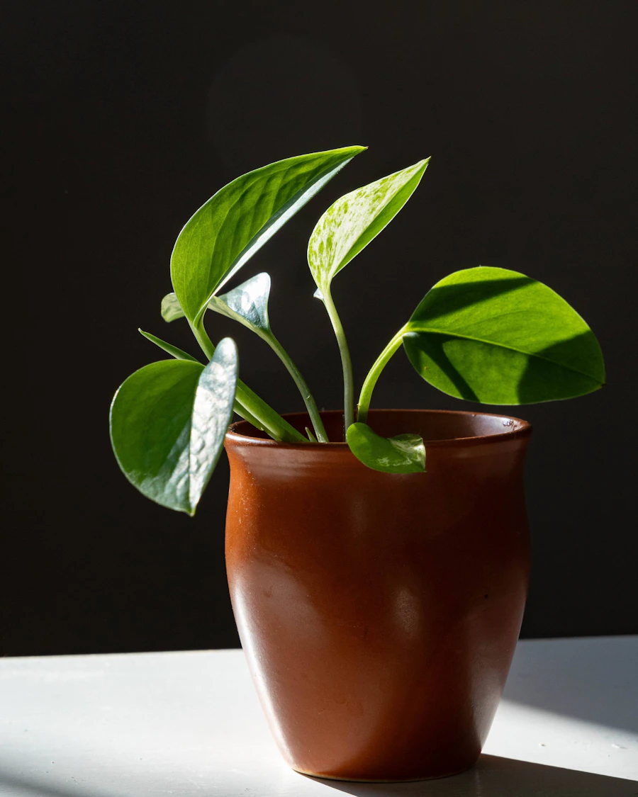 A little green for your space