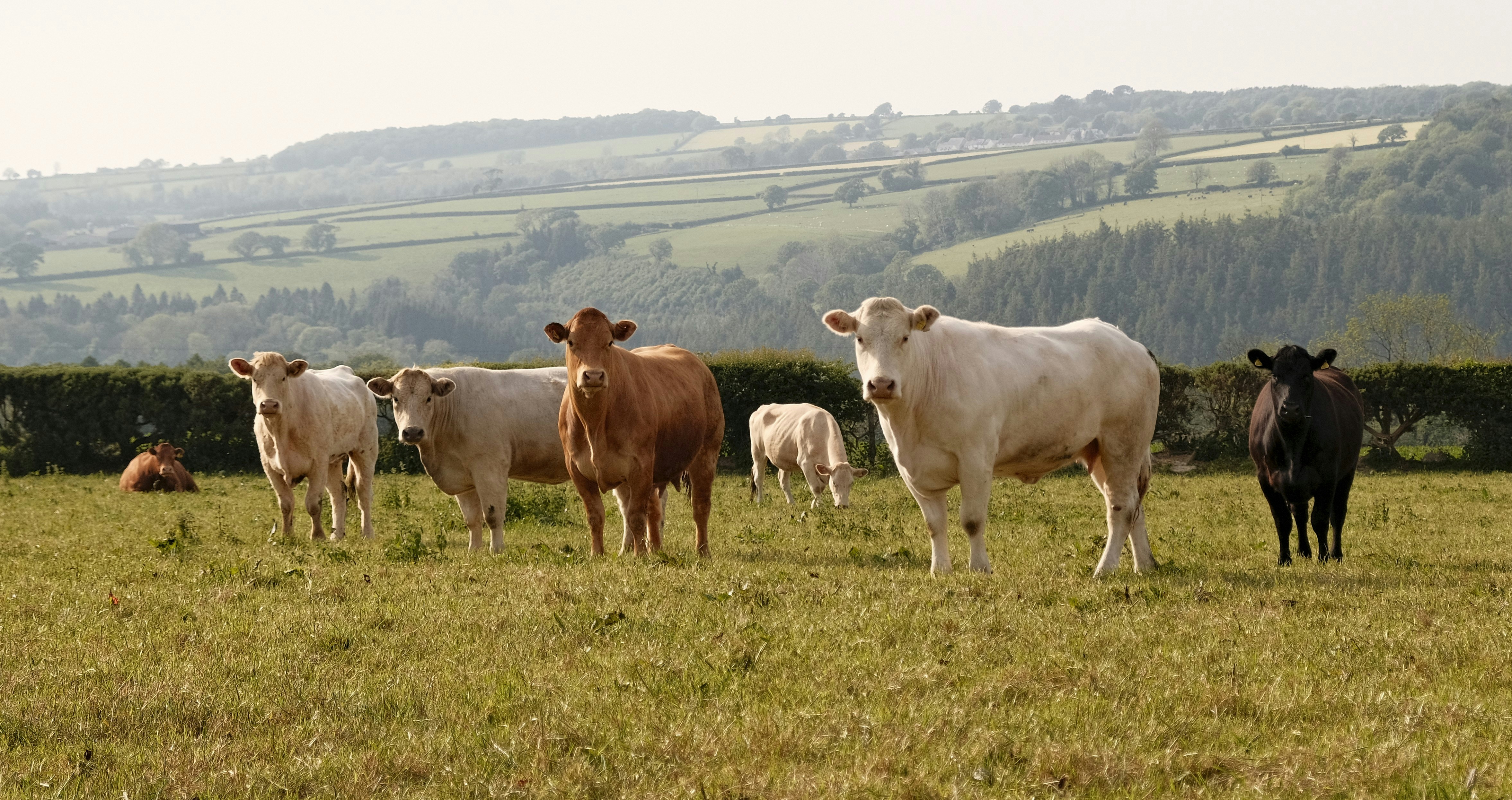 Troupeau de vaches paissant paisiblement dans un pré verdoyant gallois